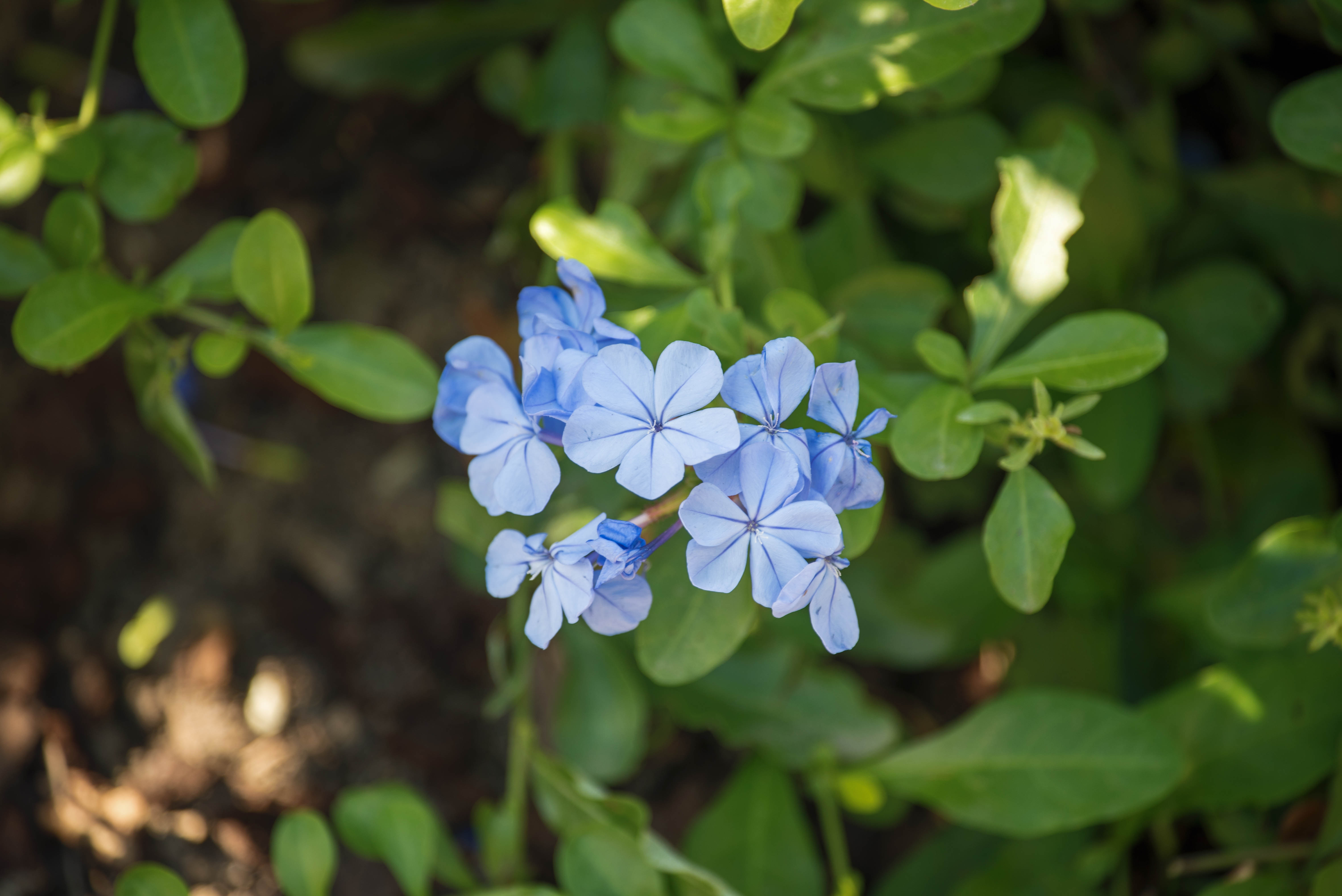 (首发)蓝花丹