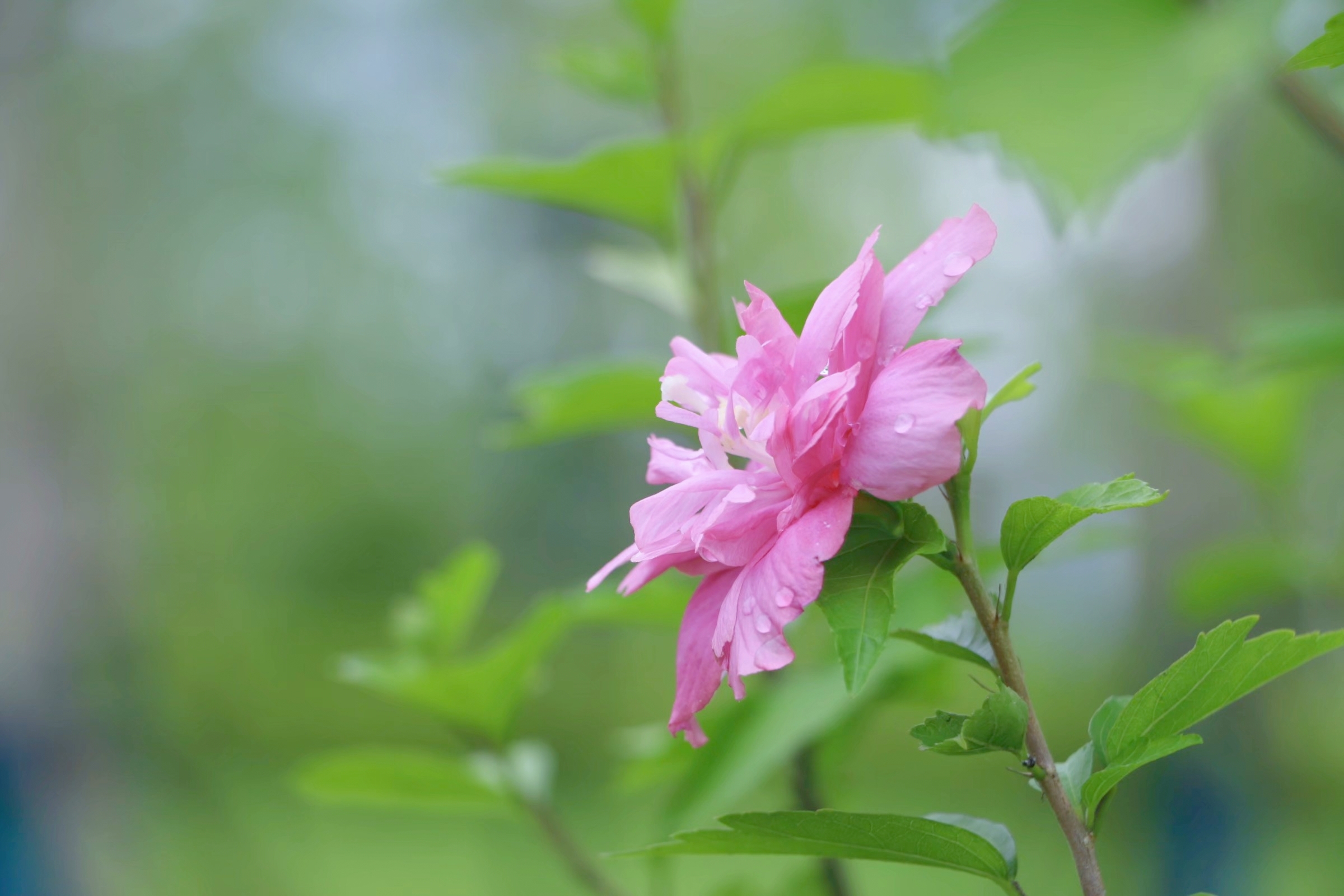 木槿花