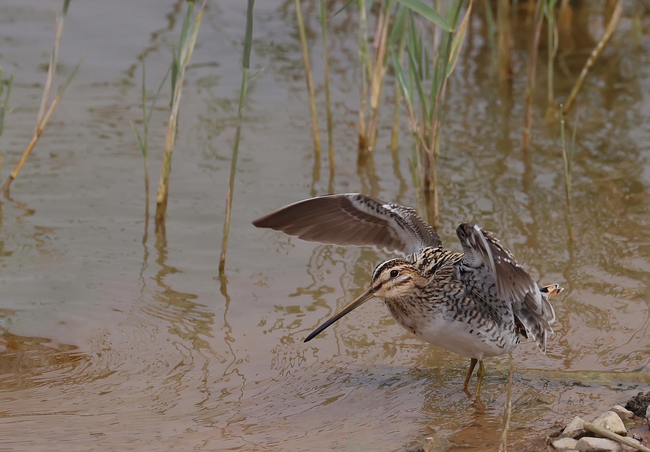 common snipe,学名:gallinago gallinago),是鸻形目丘鹬科沙锥属的