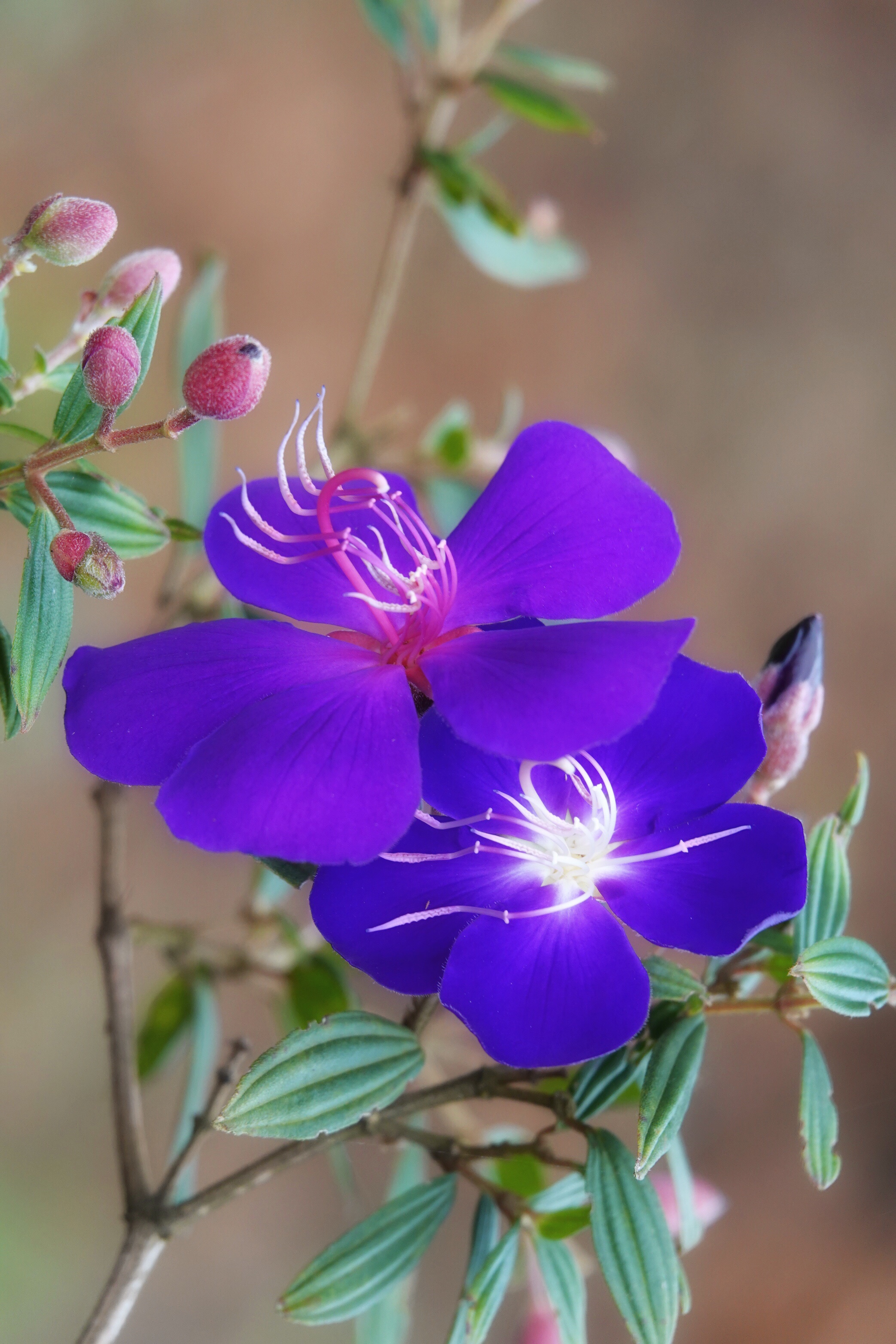 巴西野牡丹,花色艳丽呈蓝紫,紫红色,虽然没有牡丹花那么雍容