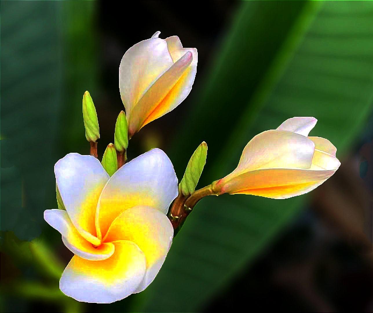 鸡蛋花(学名:plumeria rubra "acutifolia")是夹竹桃科,鸡蛋花属落叶