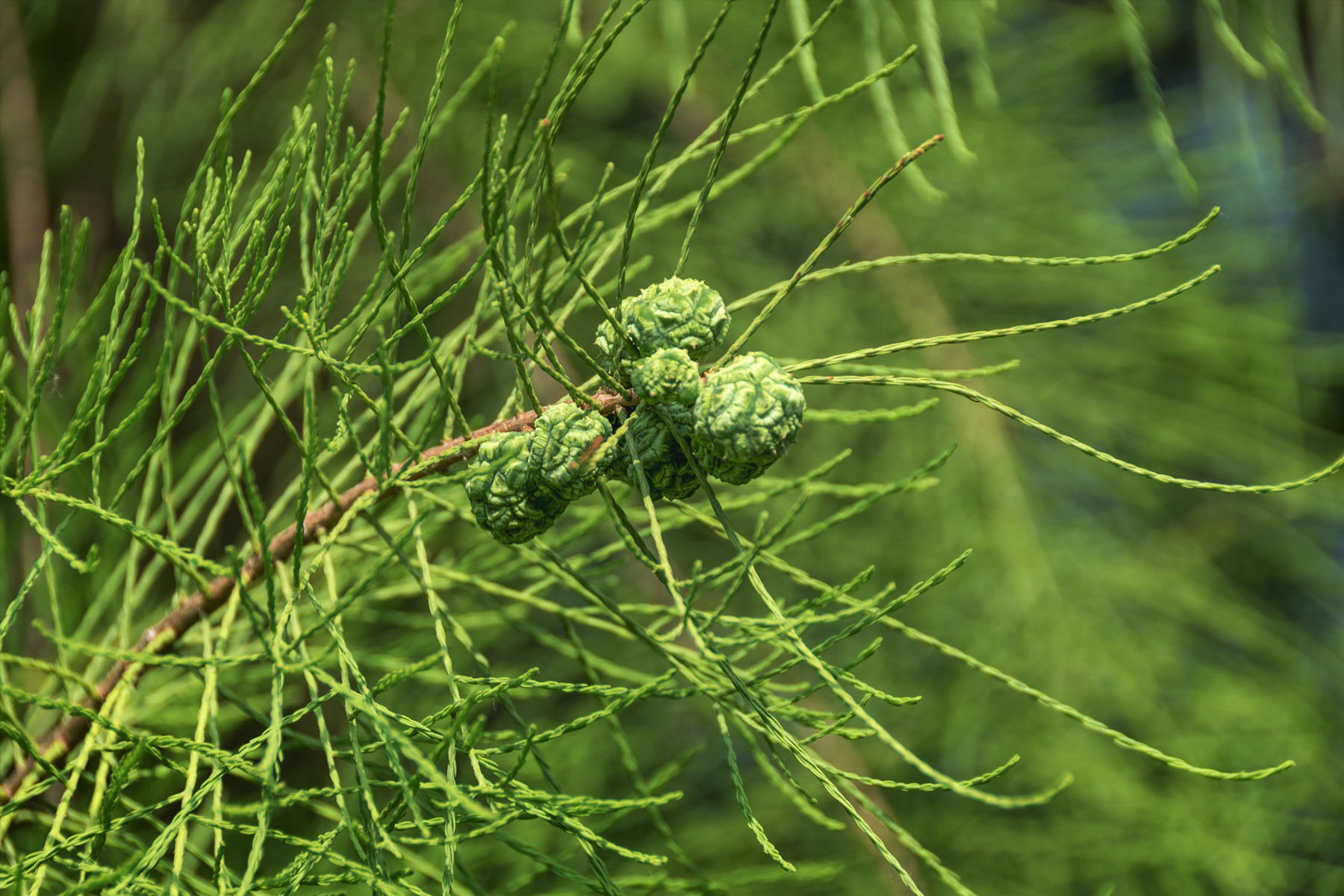 初夏5月末,见池杉树结果了,高大的池杉见青果满树,果实好看,拍了一组