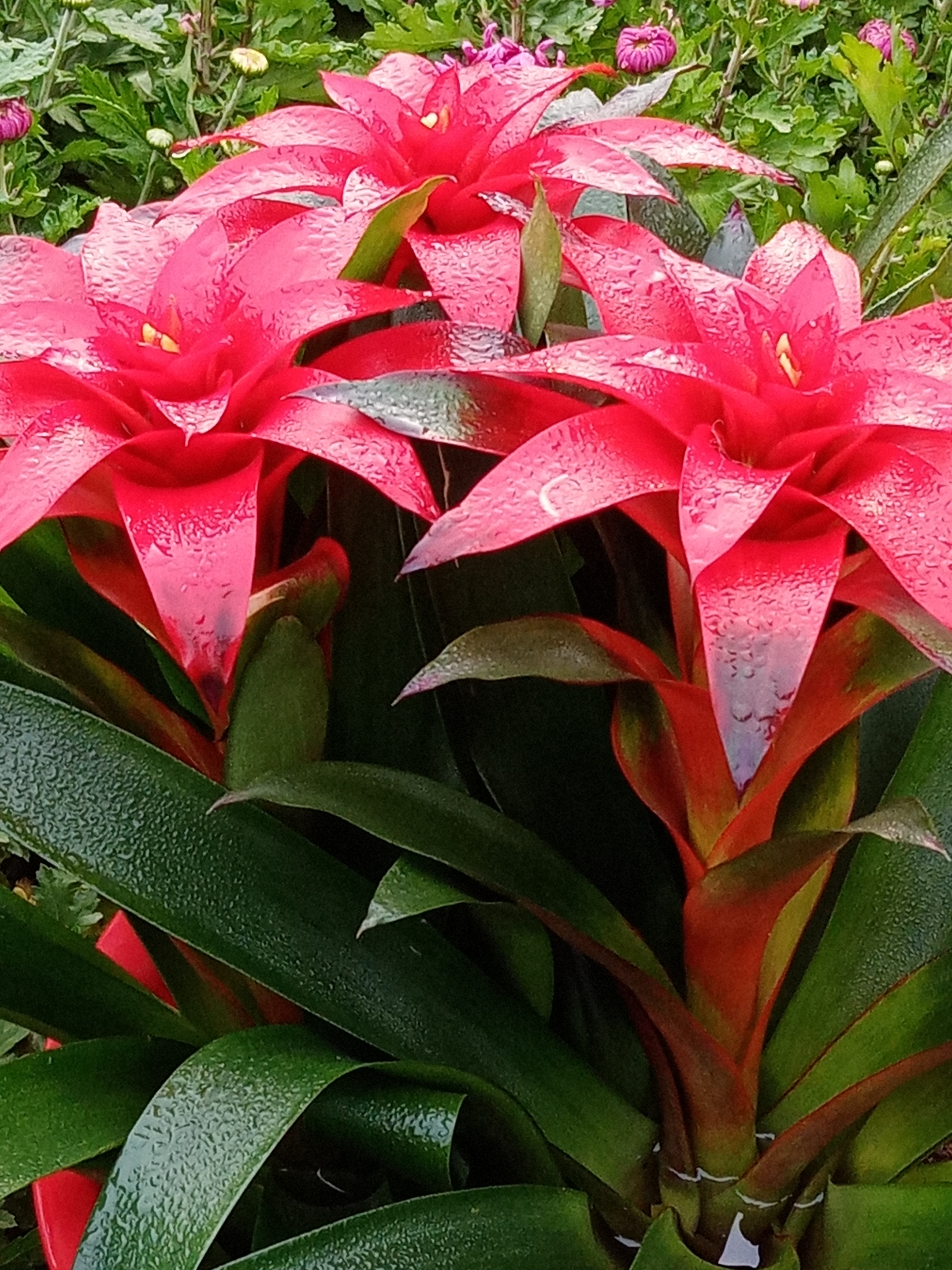 美丽的水塔花