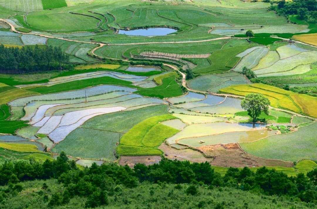 这南方初春的田野