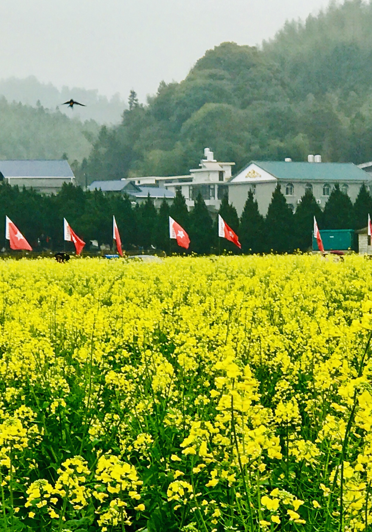 这景区前的方圆几百亩地,一年四季优美如画的田园风光尽展现于此.