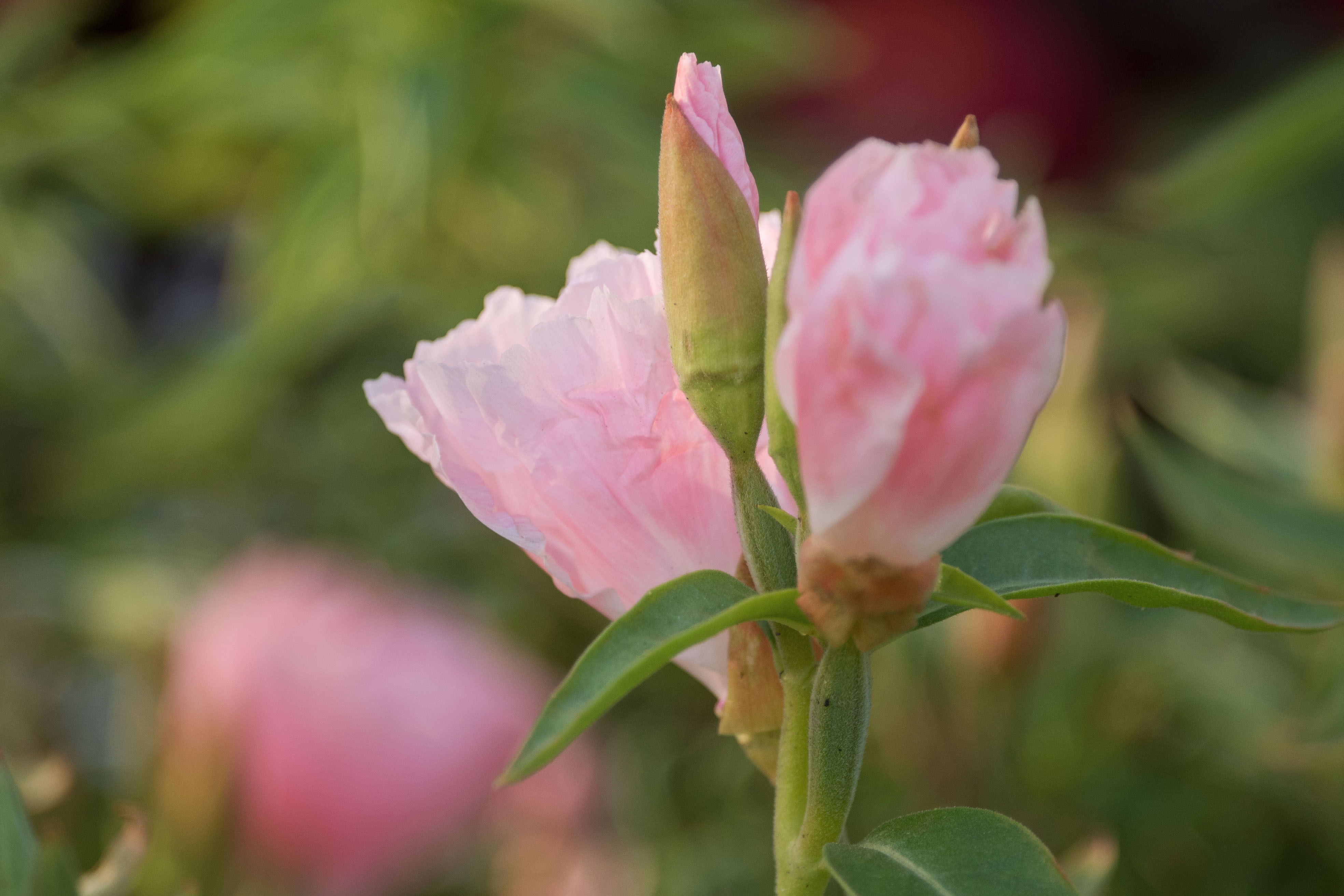 首发古代稀花