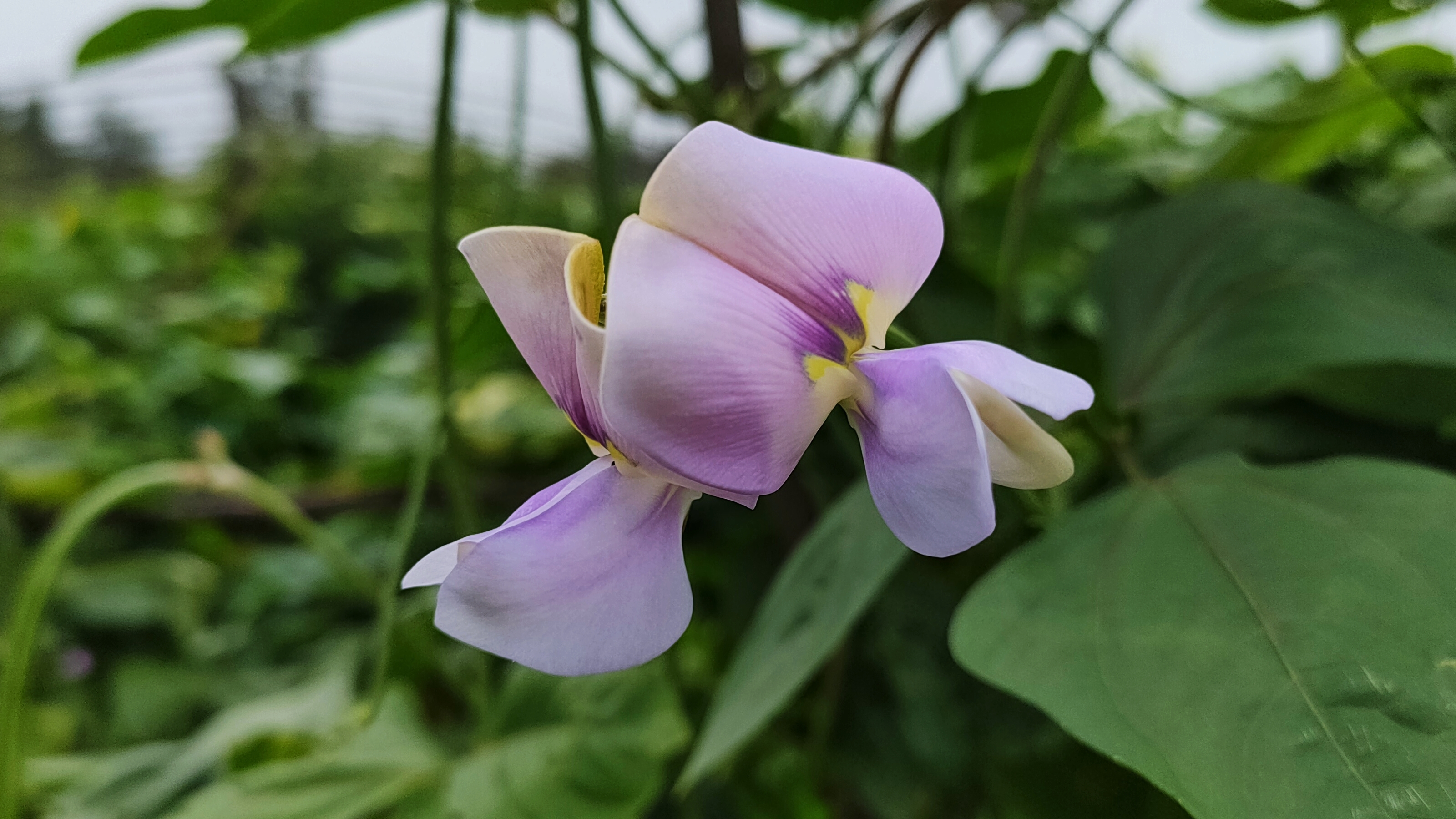 豇豆花【首发】