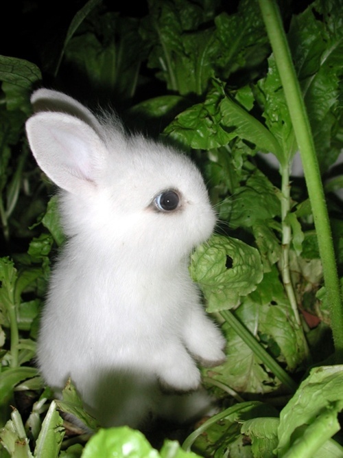 大自然的小兔子 原创/首发 图片/网络
