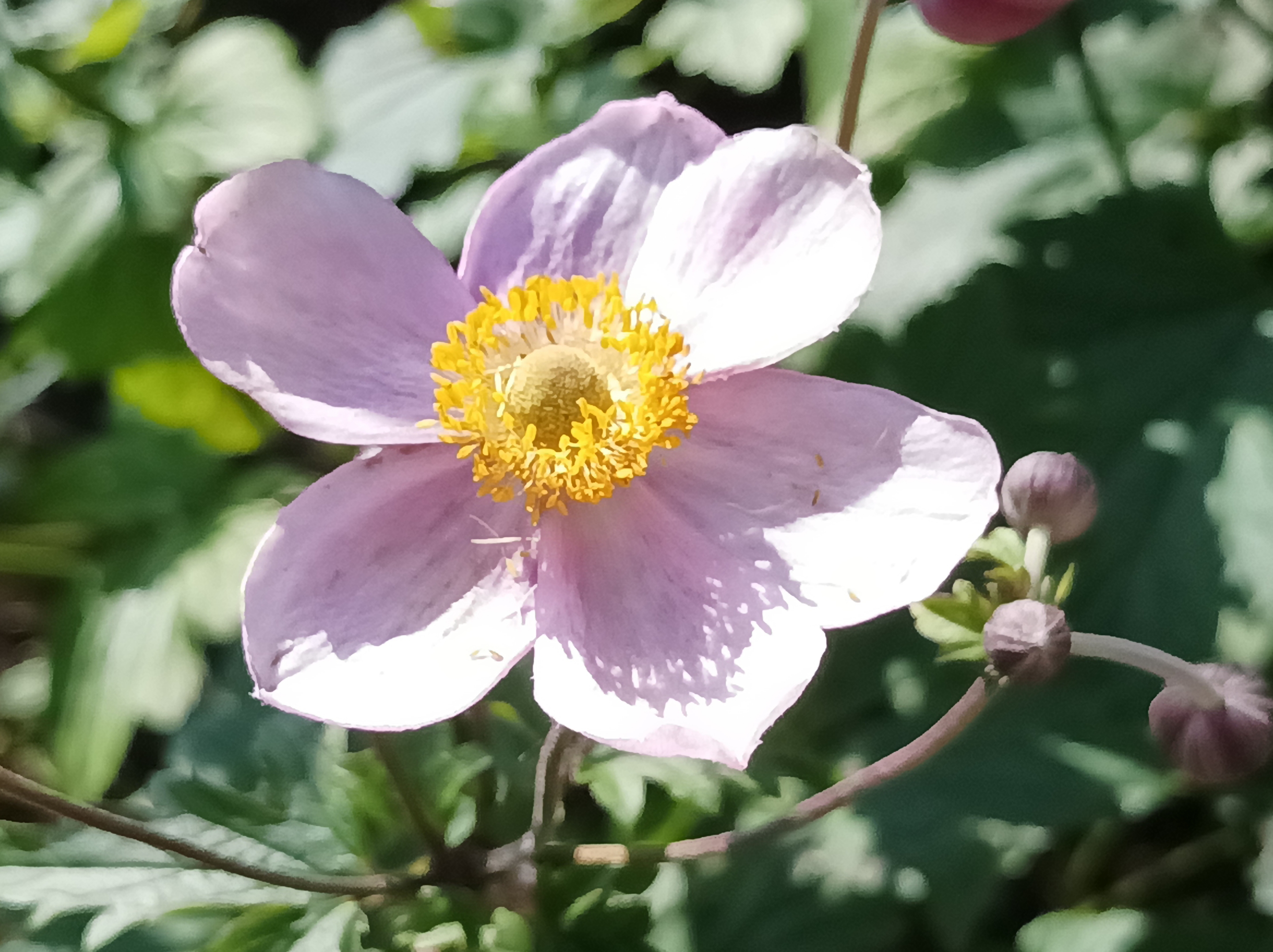 姗姗来迟的日本银莲花