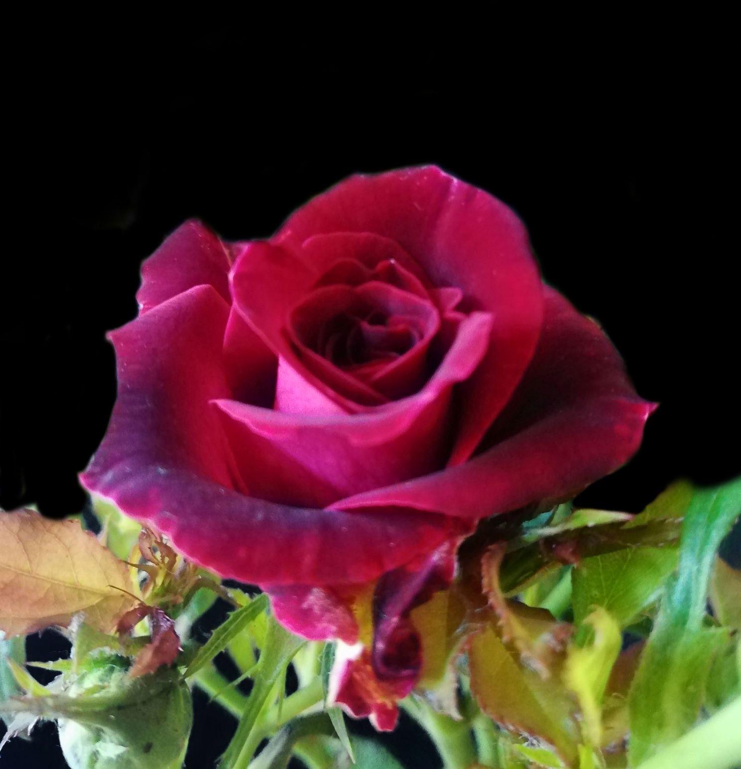 月季花