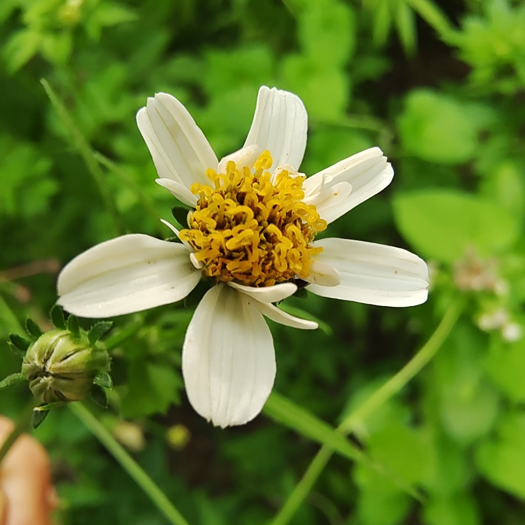 白花鬼针草