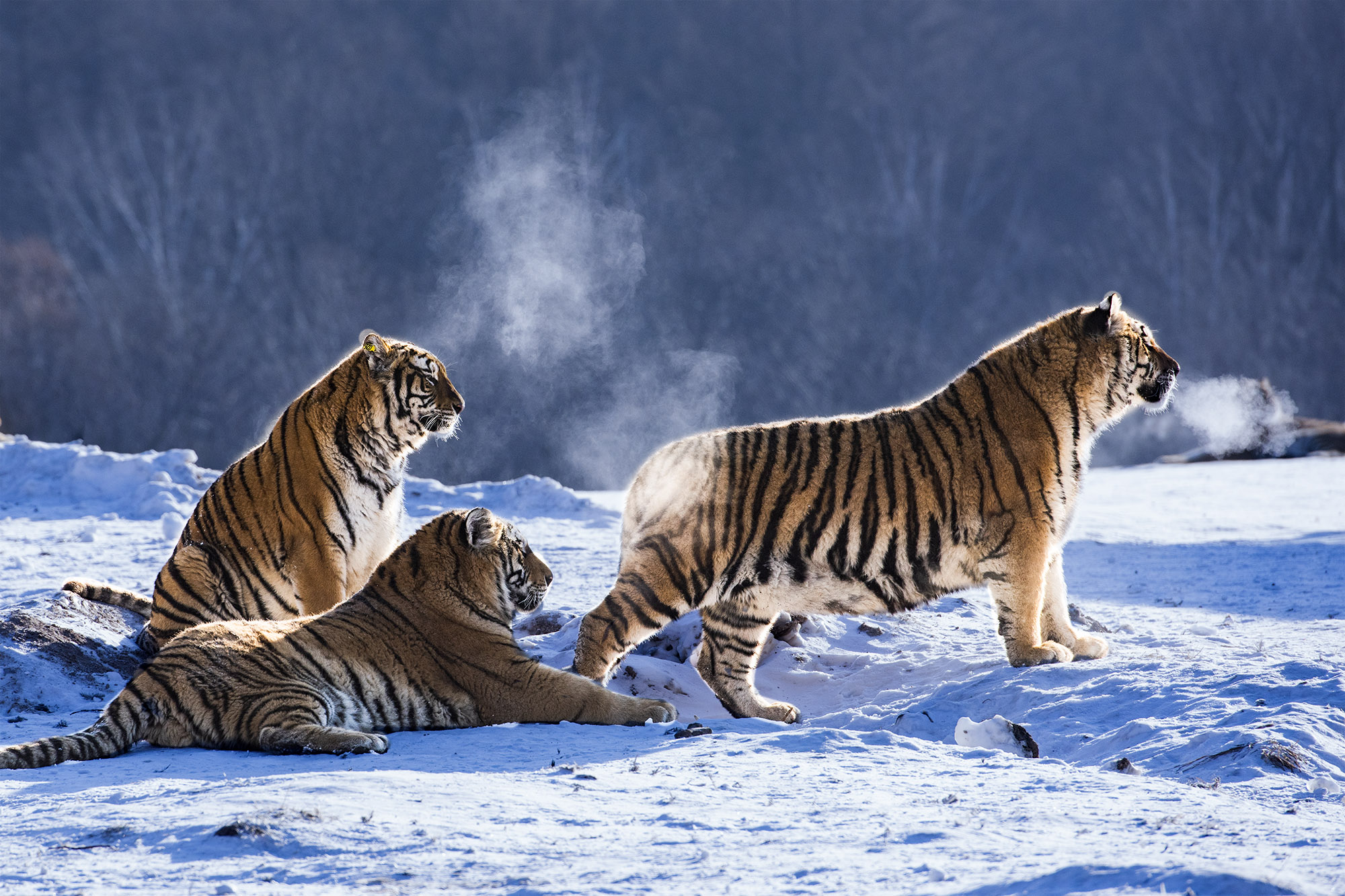 东北冰雪行摄之五:《雪地虎影》