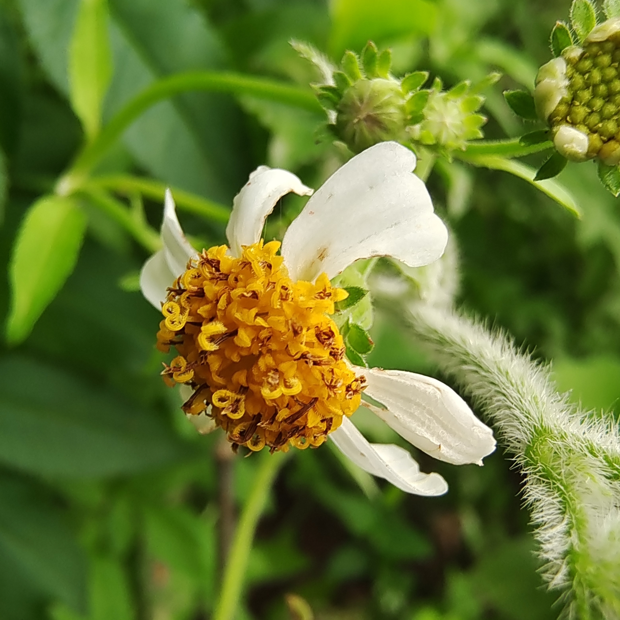 白花鬼针草