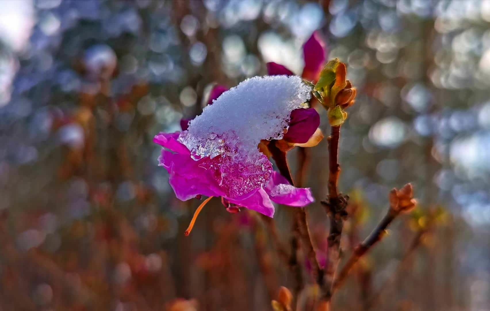 春雪