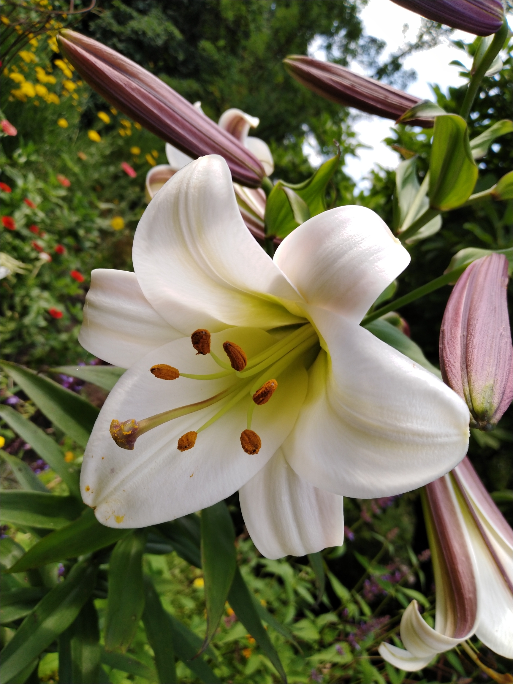萱草花跟前面的介绍过的第四种有些相近,它也是由绸缎般的白色花瓣为