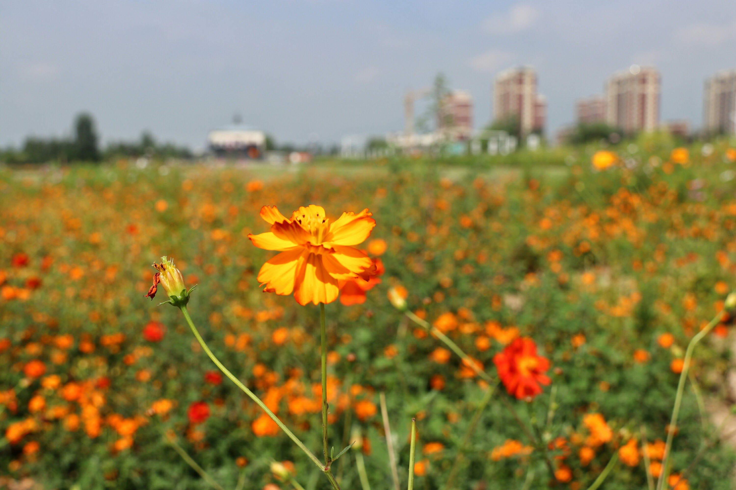 硫华菊