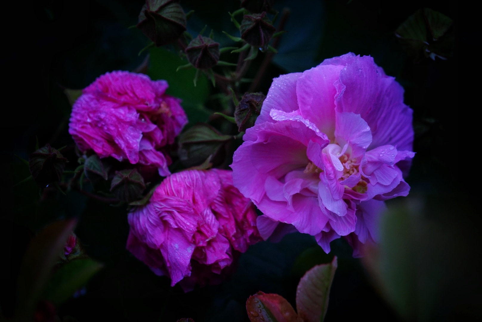 木芙蓉