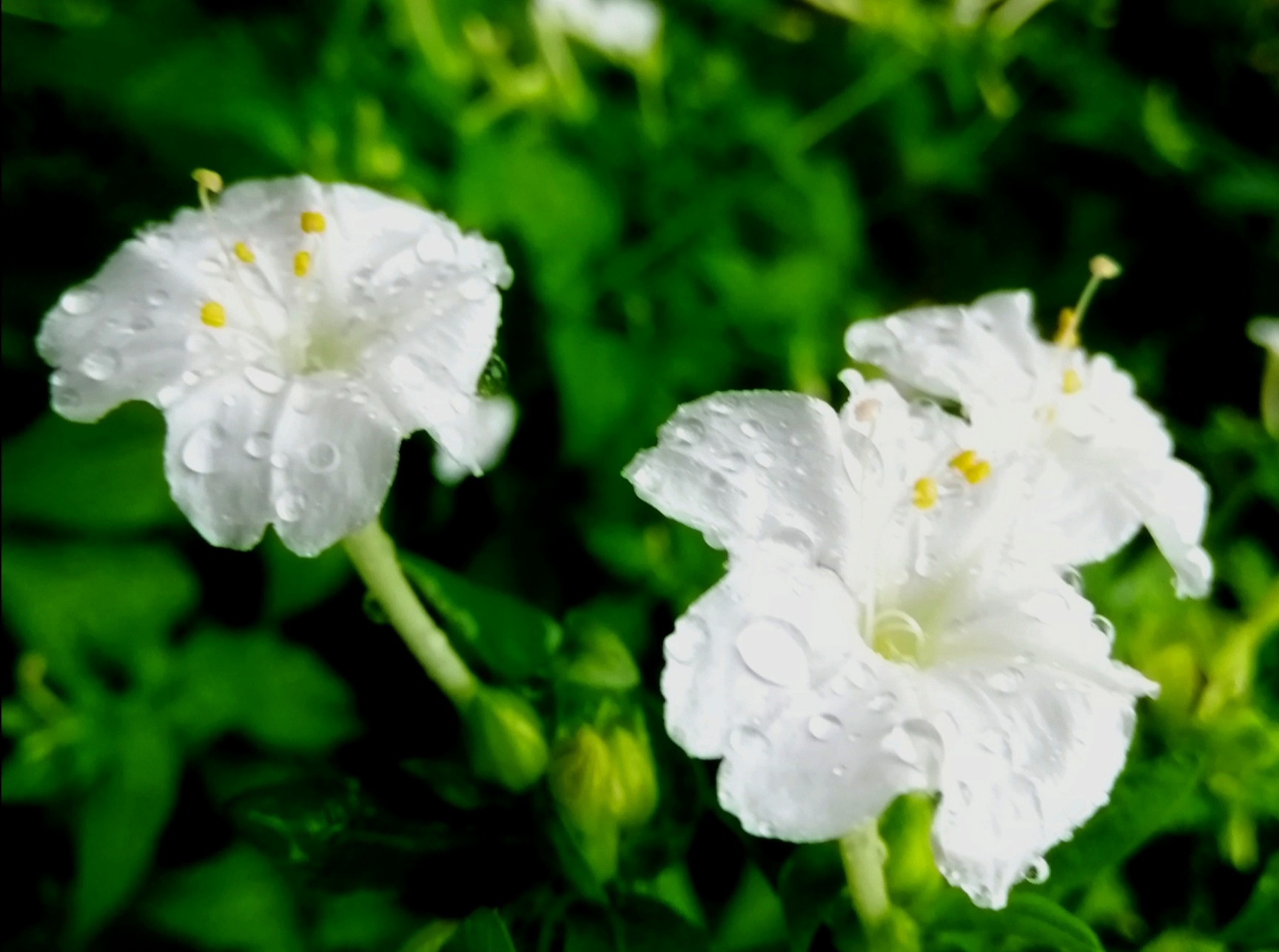 白色的紫茉莉花