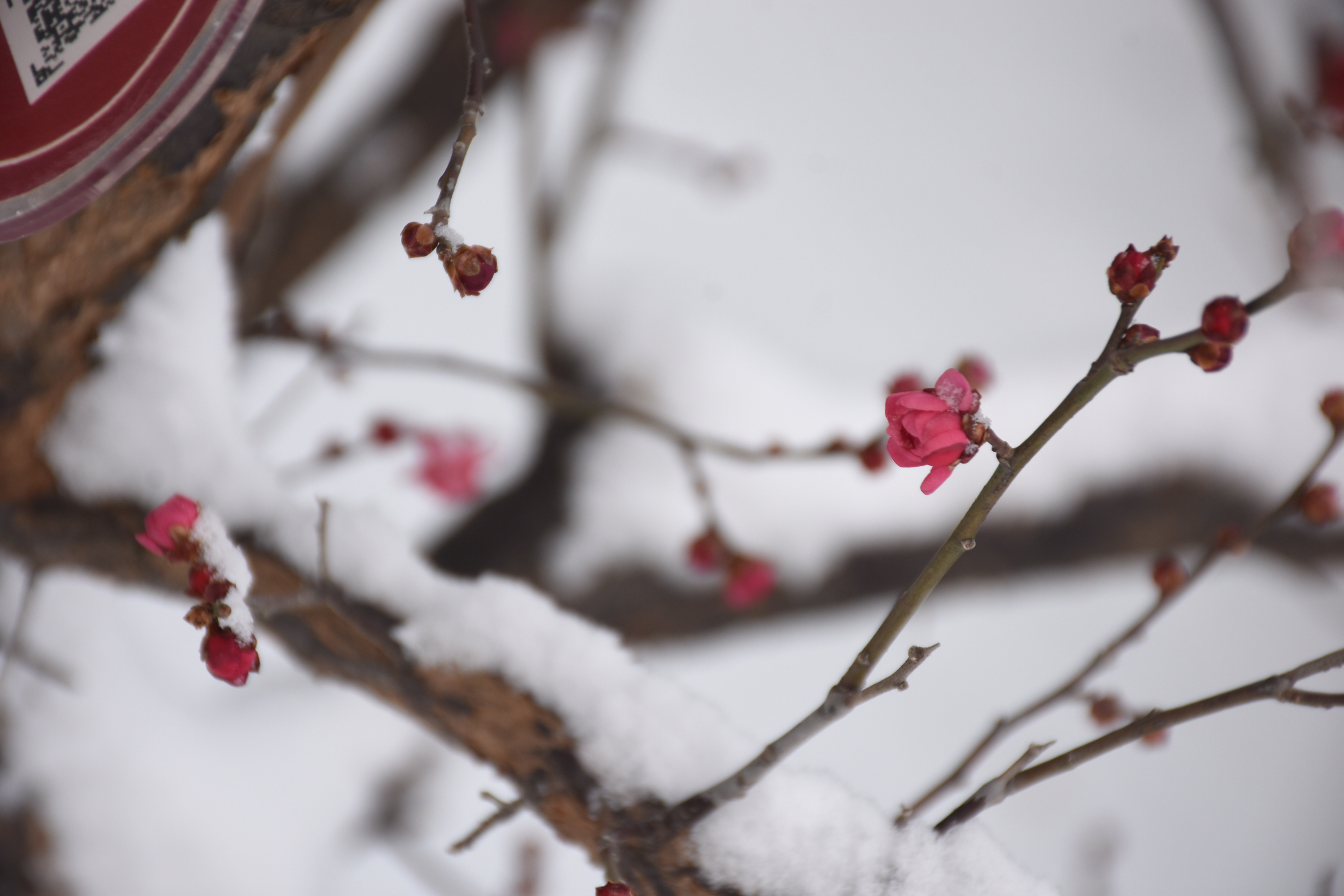 寒香雪