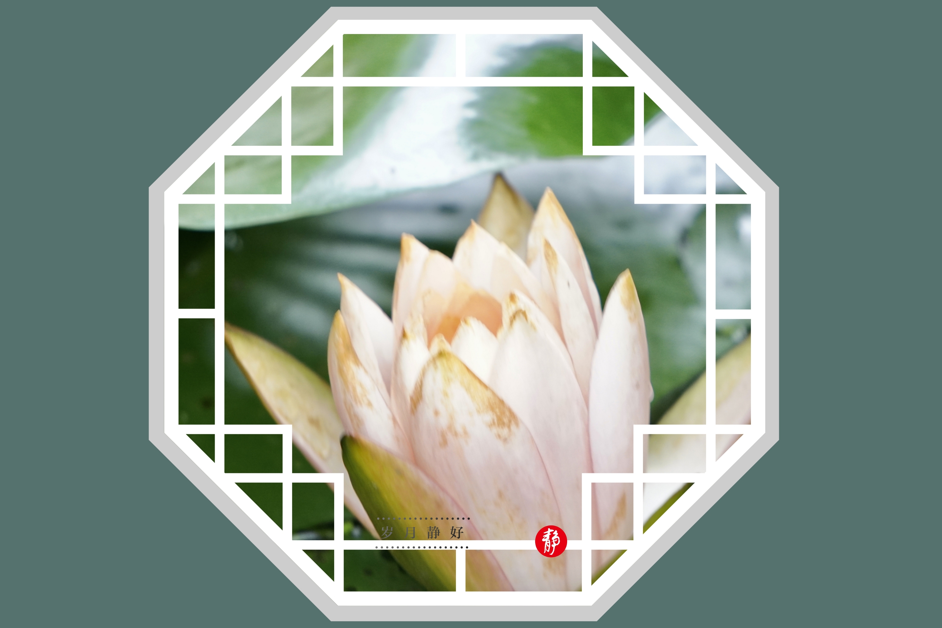 水中女神,莲花开《首发》