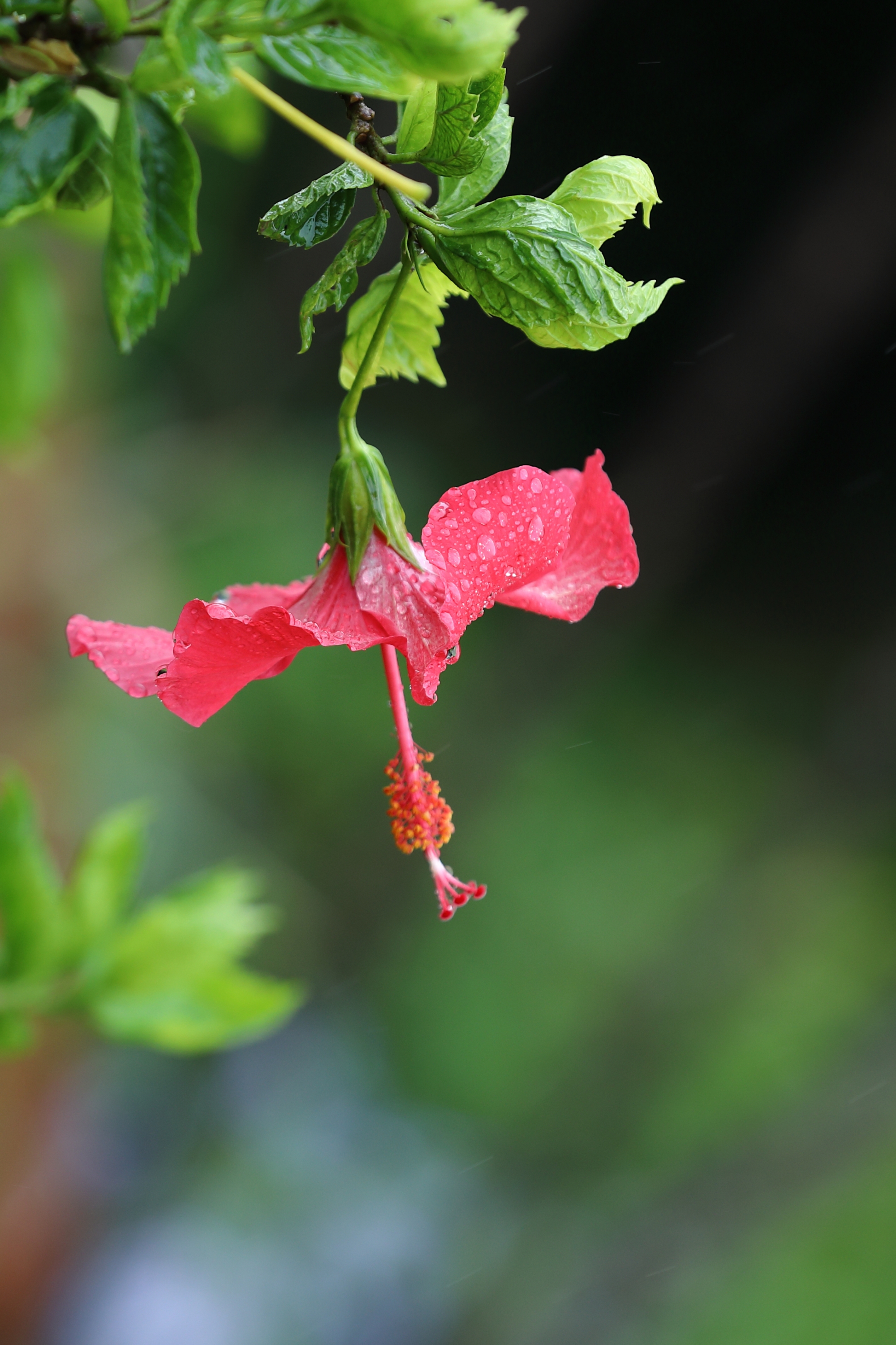 雨后,扶桑花【摄影首发】