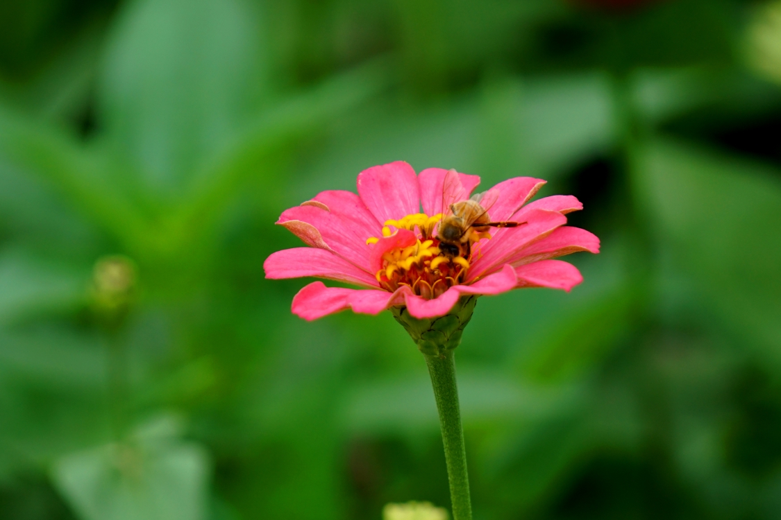 百日菊