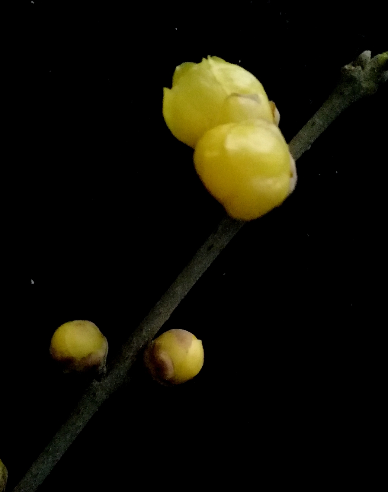 腊梅花和长寿花