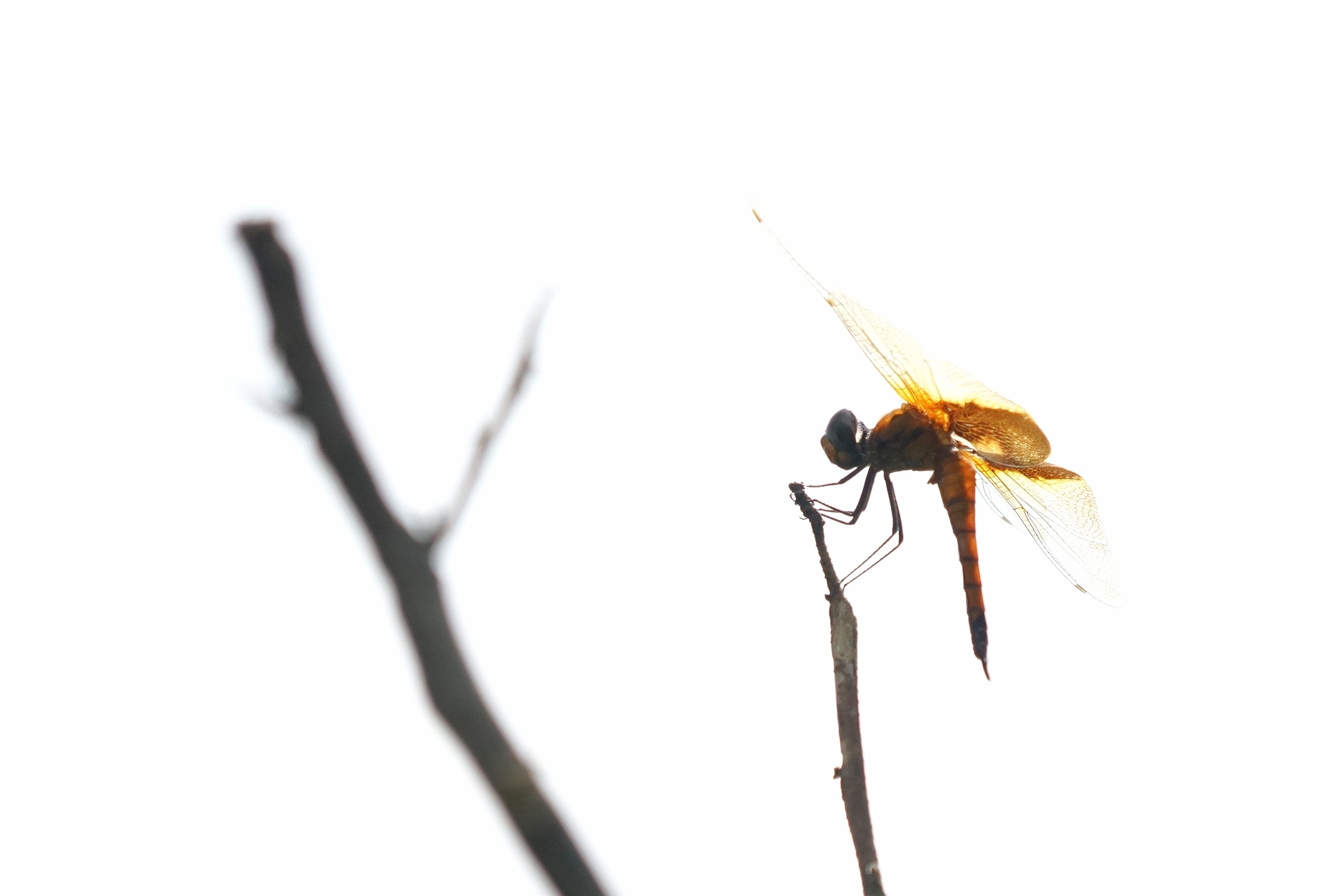 斑翅蜻蜓对空拍