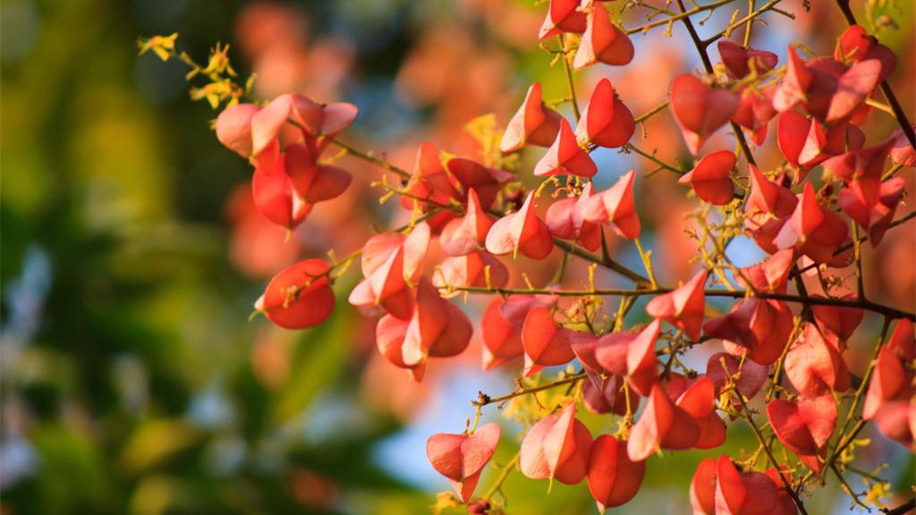 一树栾花遍野金