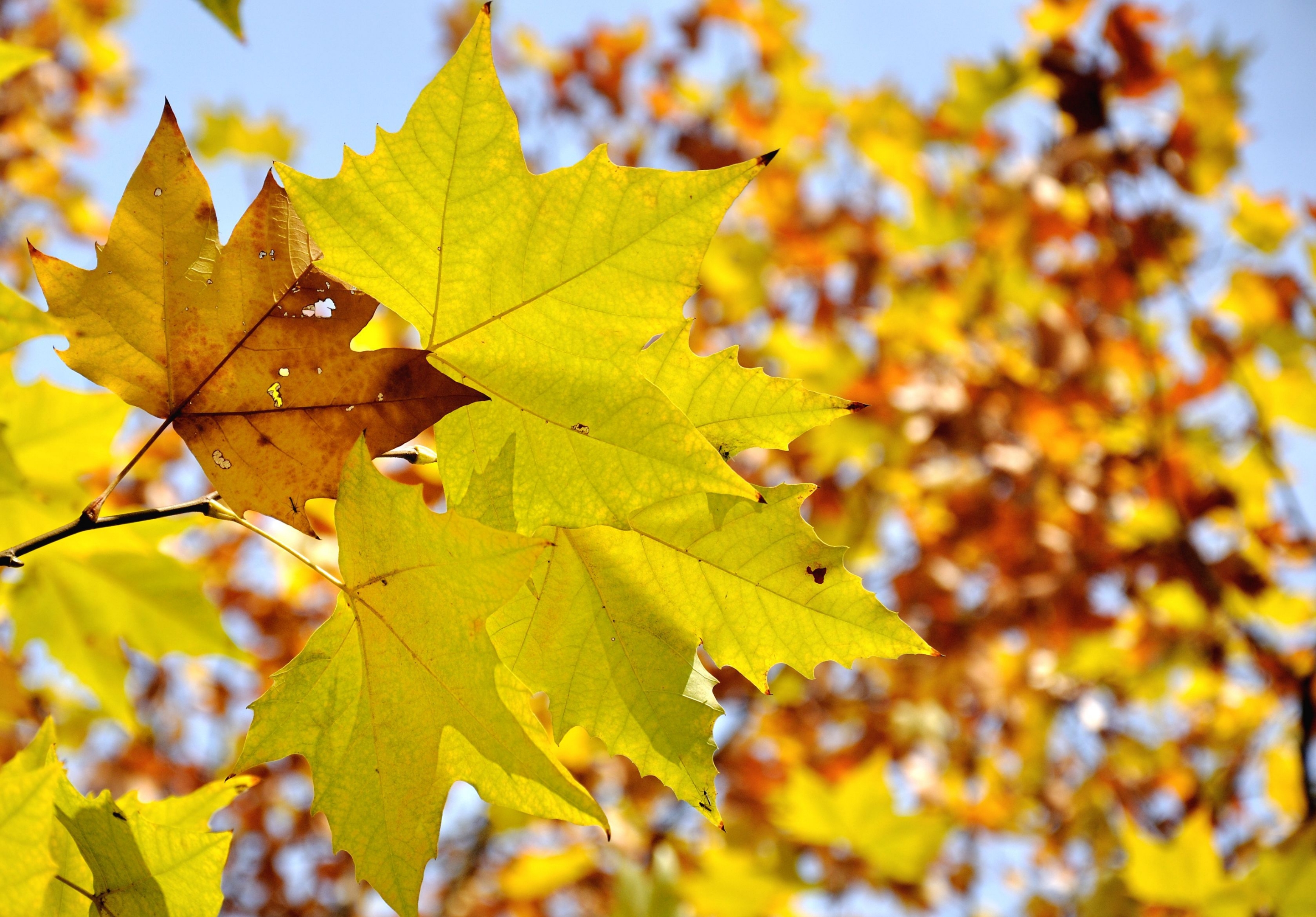 秋天的梧桐树叶开始飘落,梧桐树叶飘落的姿势很美,一阵秋风吹来