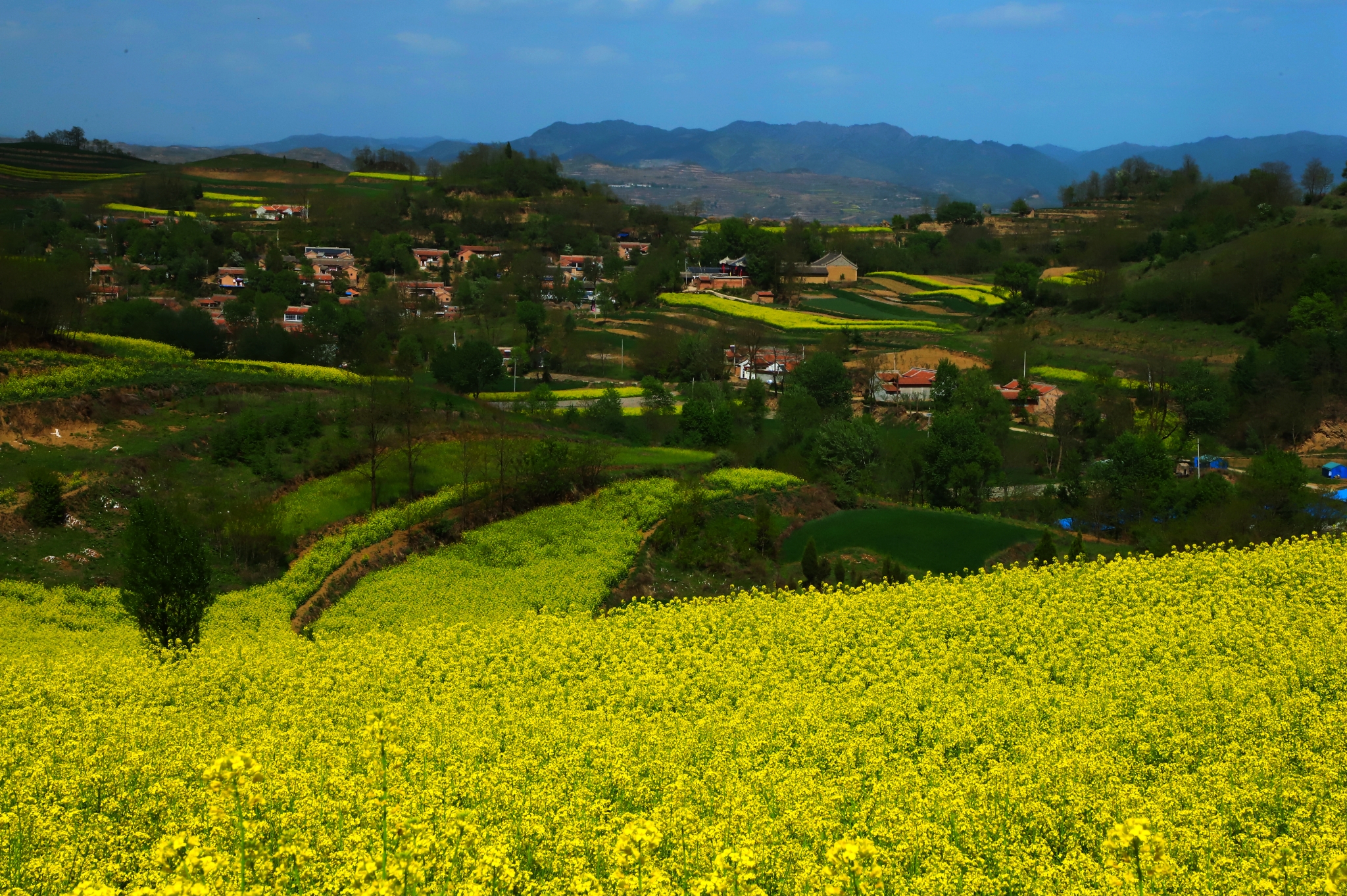 甘肃陇南礼县宽川油菜花.