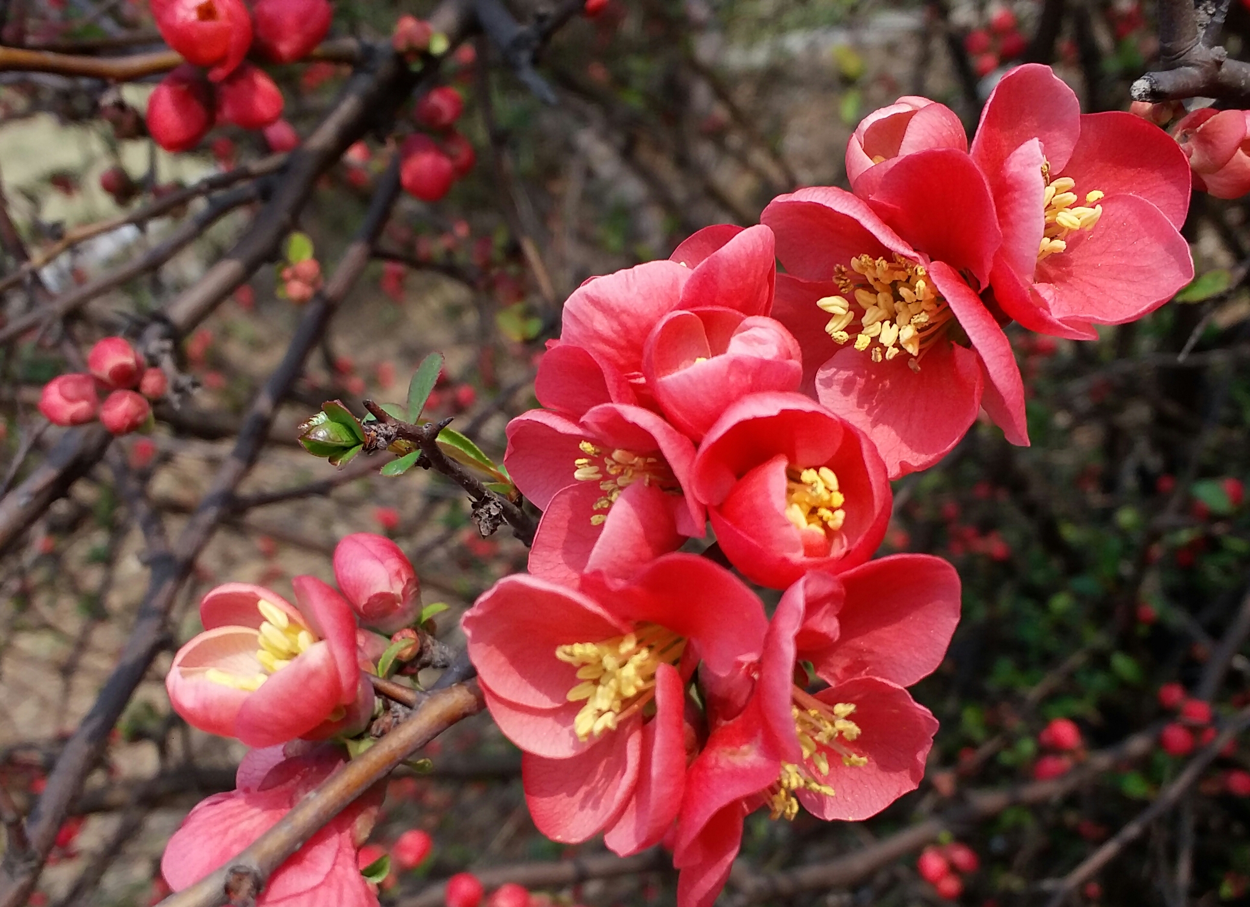 春的季节,海棠花开!#随拍
