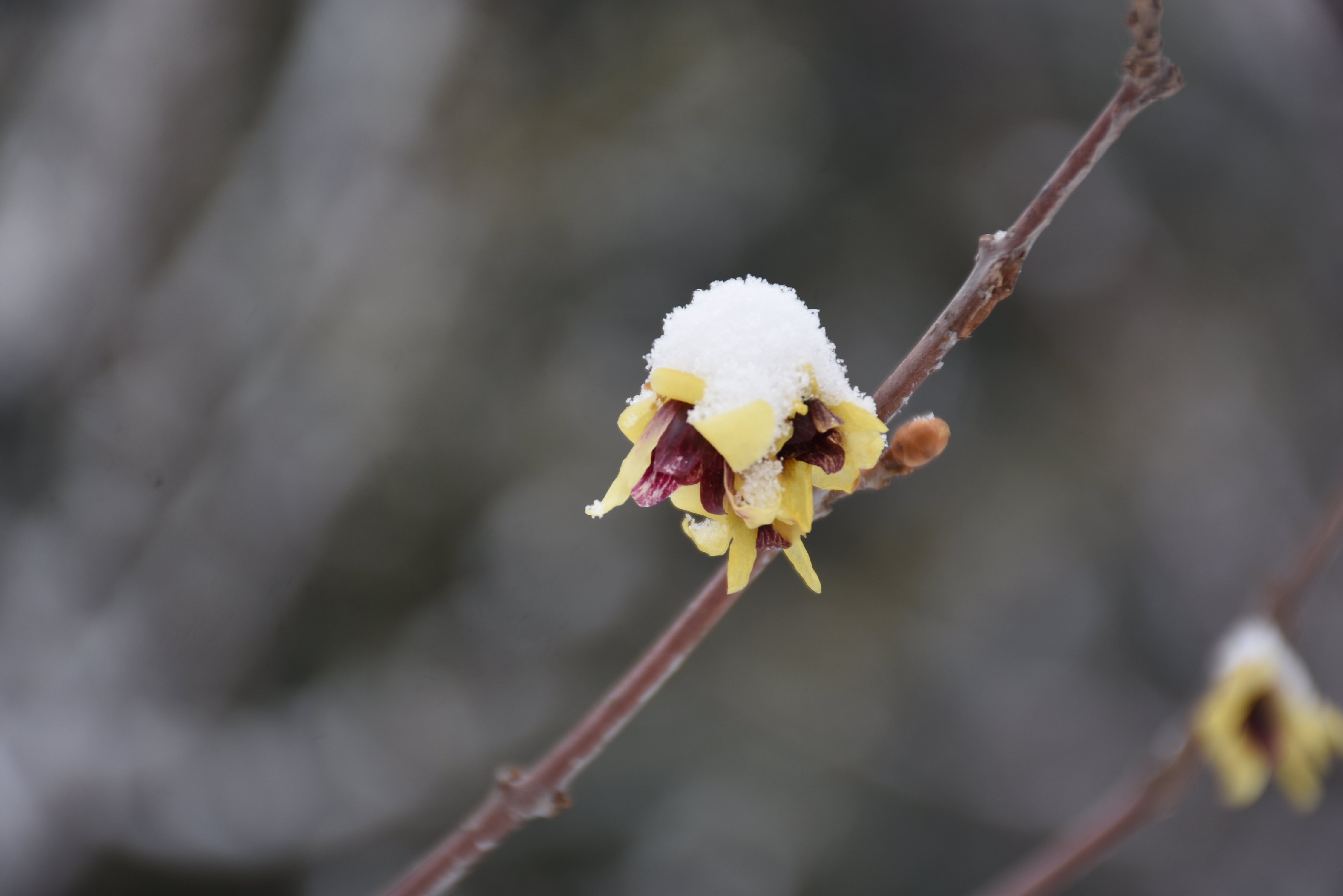 寒香雪