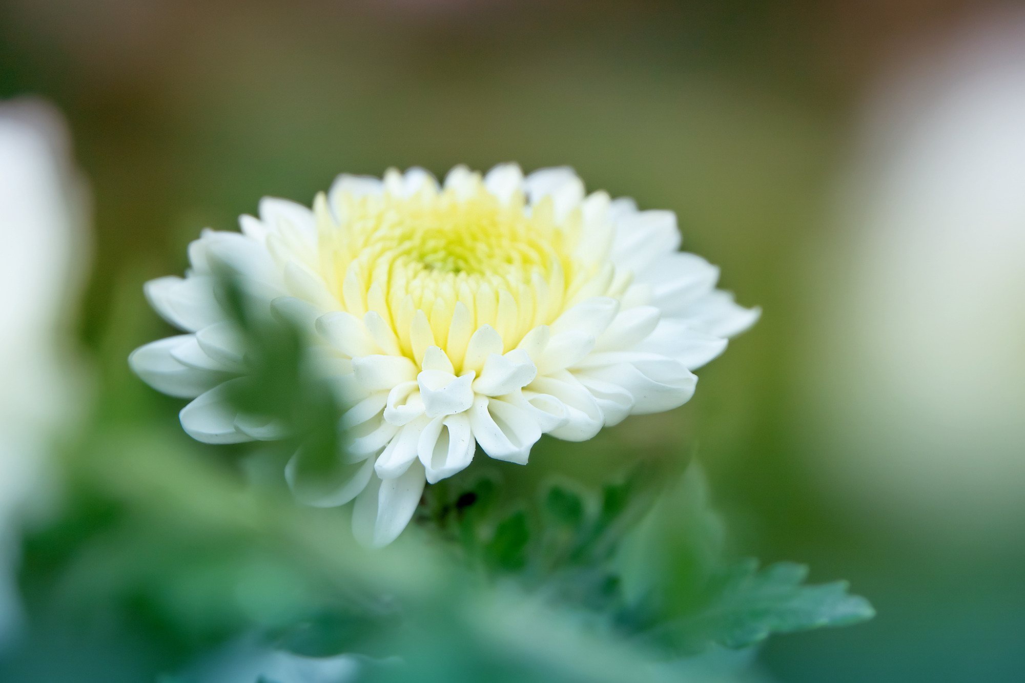 清新典雅白菊花