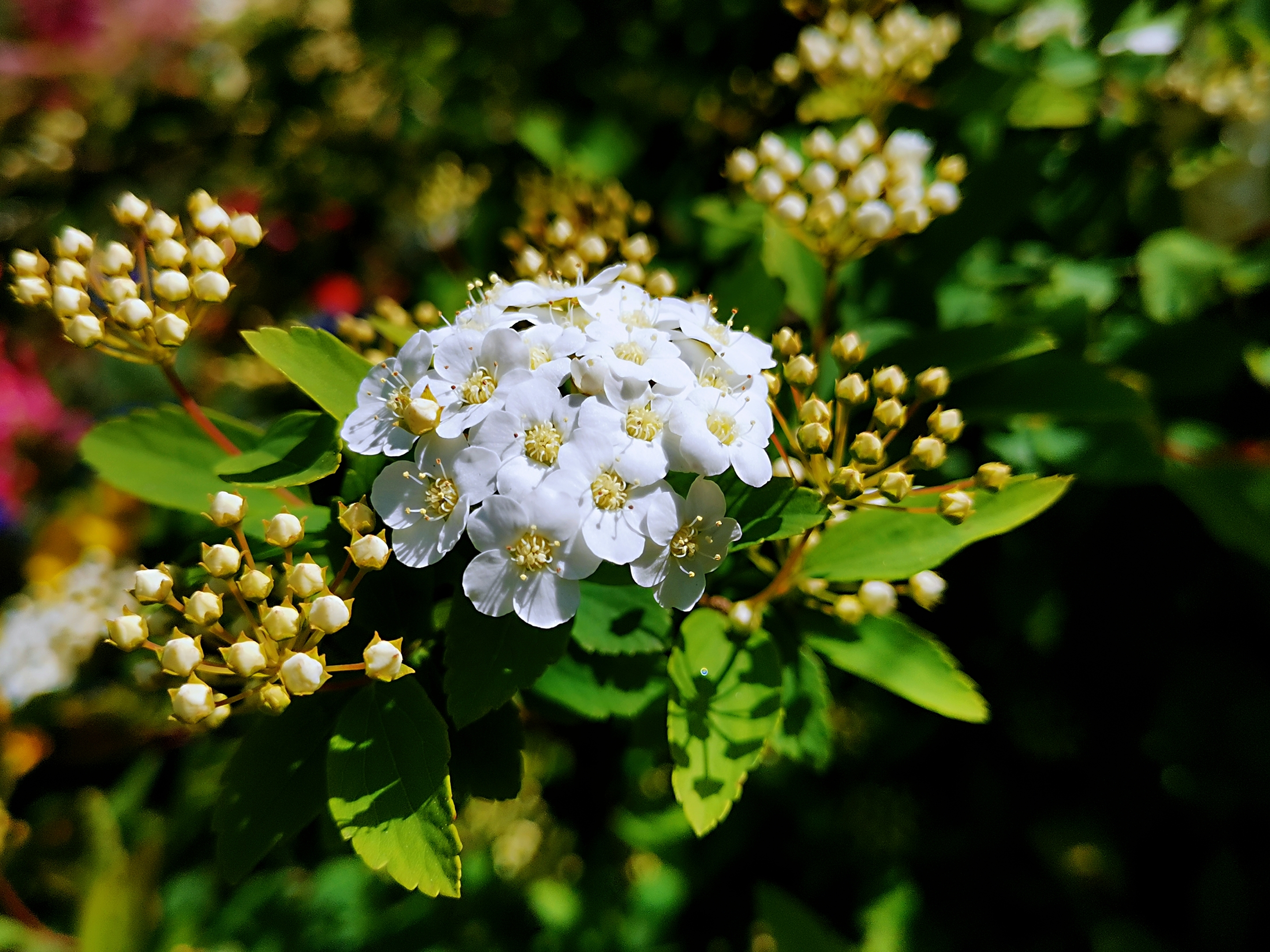 白色清新绣线菊【首发】