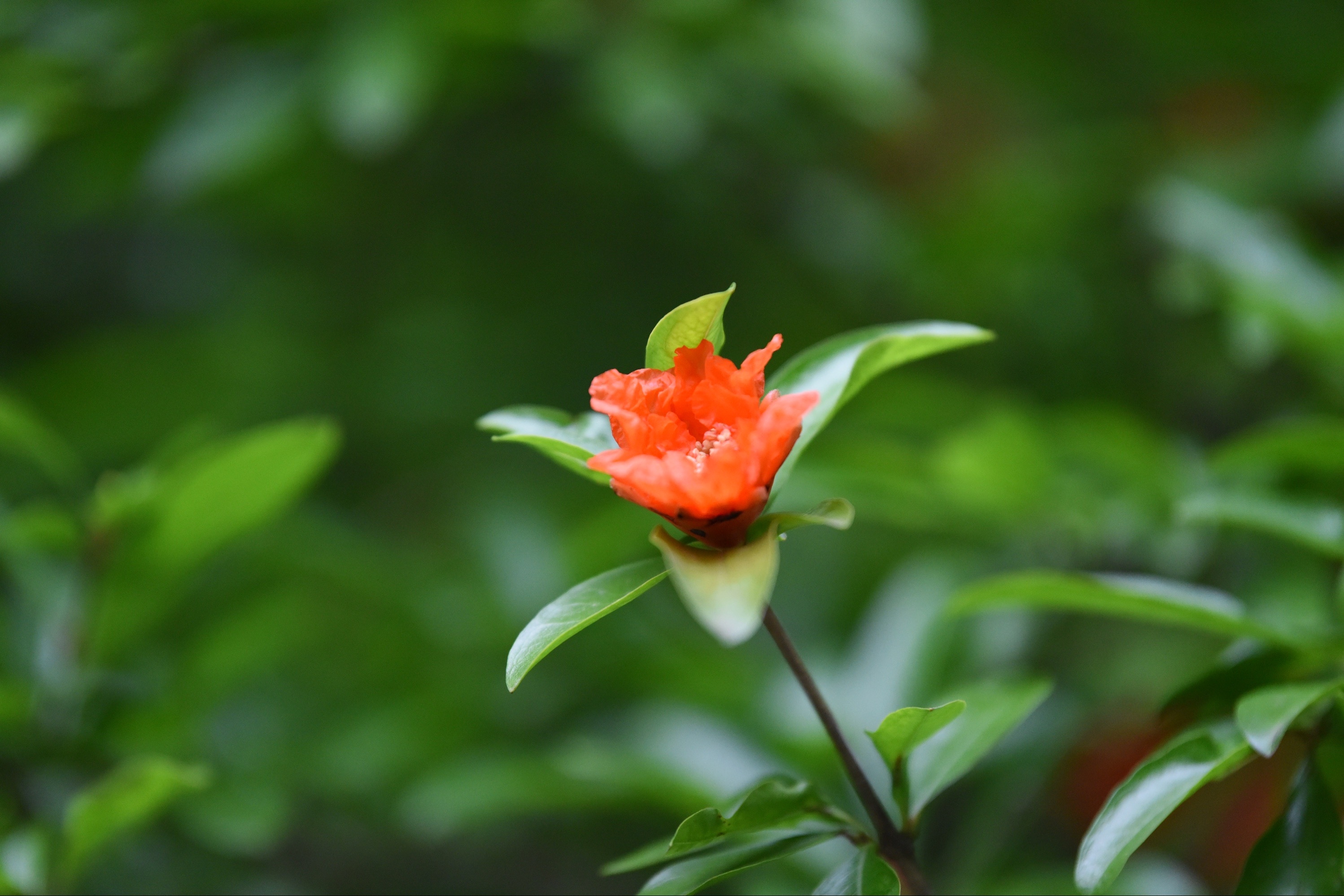 石榴花