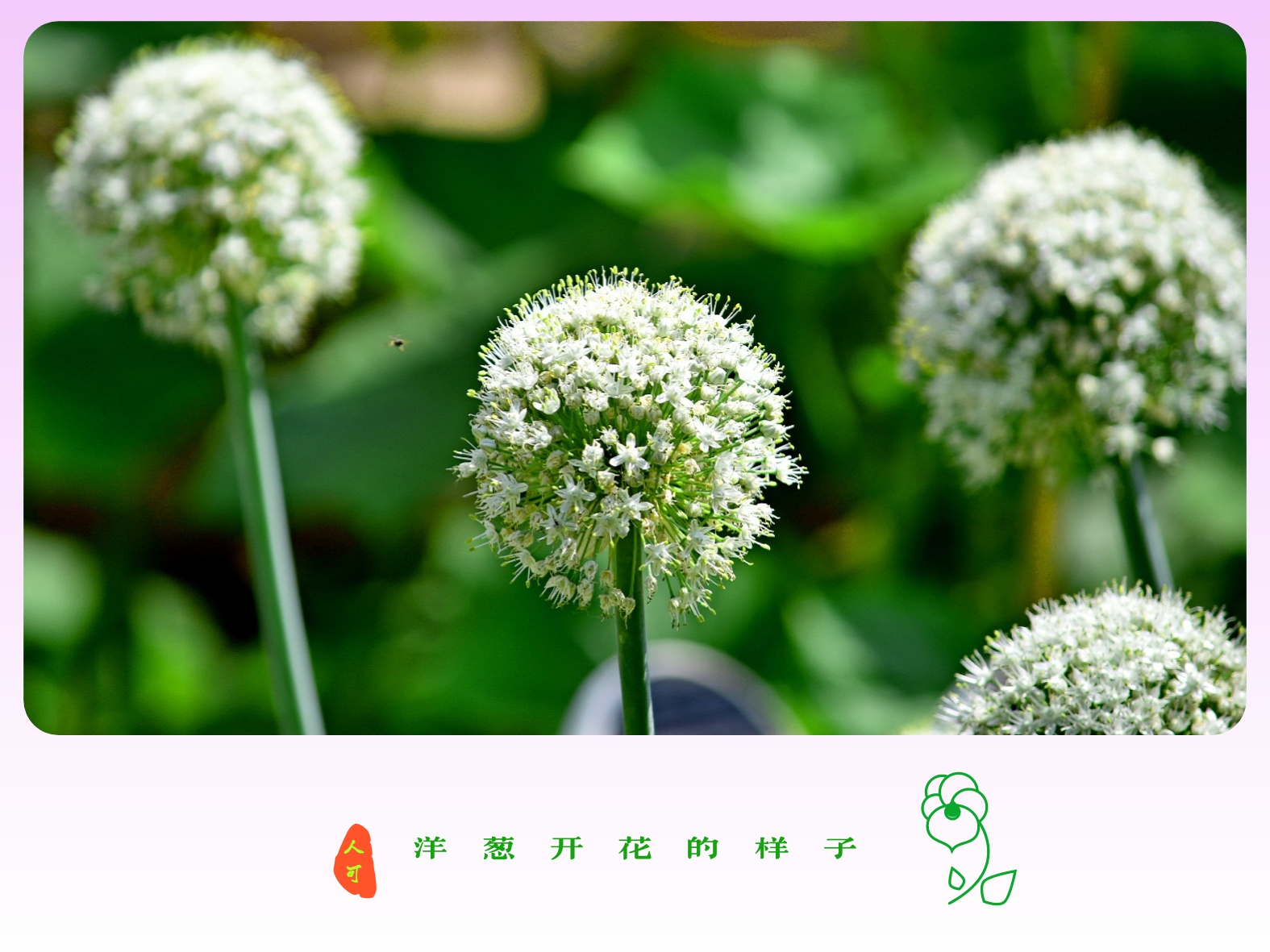 花 装饰洋葱 植物区系 - Pixabay上的免费照片 - Pixabay