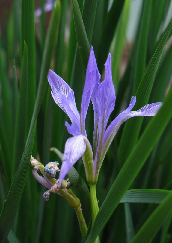 马兰花