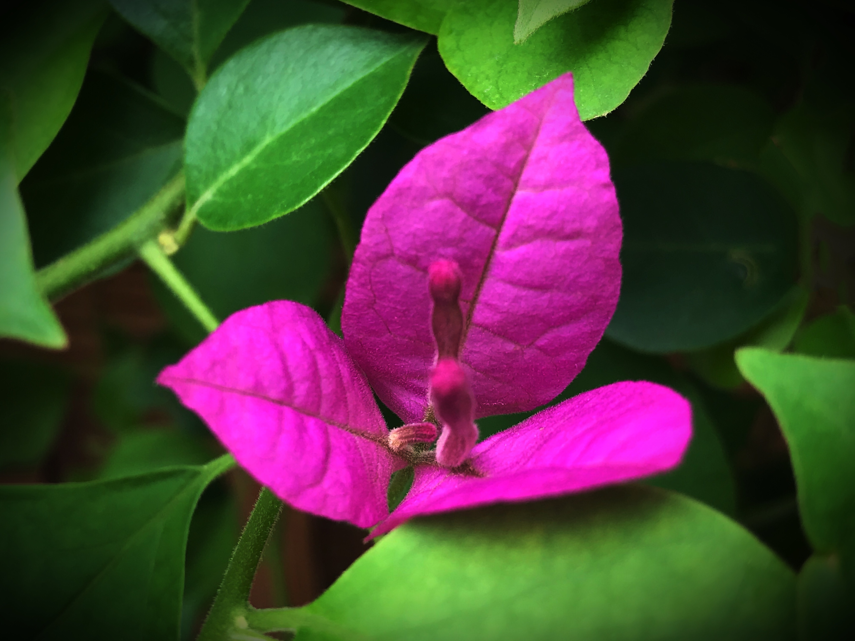 光叶子花-神农架植物-图片