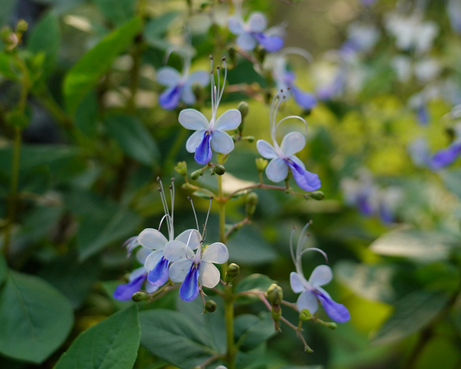 蓝蝴蝶花