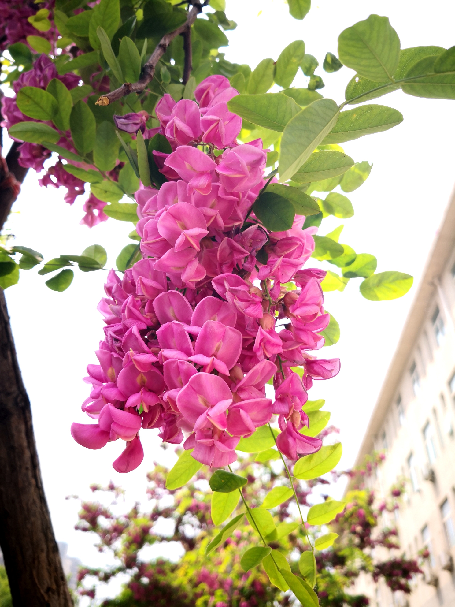 认花识草—紫花洋槐,又名红花刺槐,豆科,刺槐属,落叶乔木.