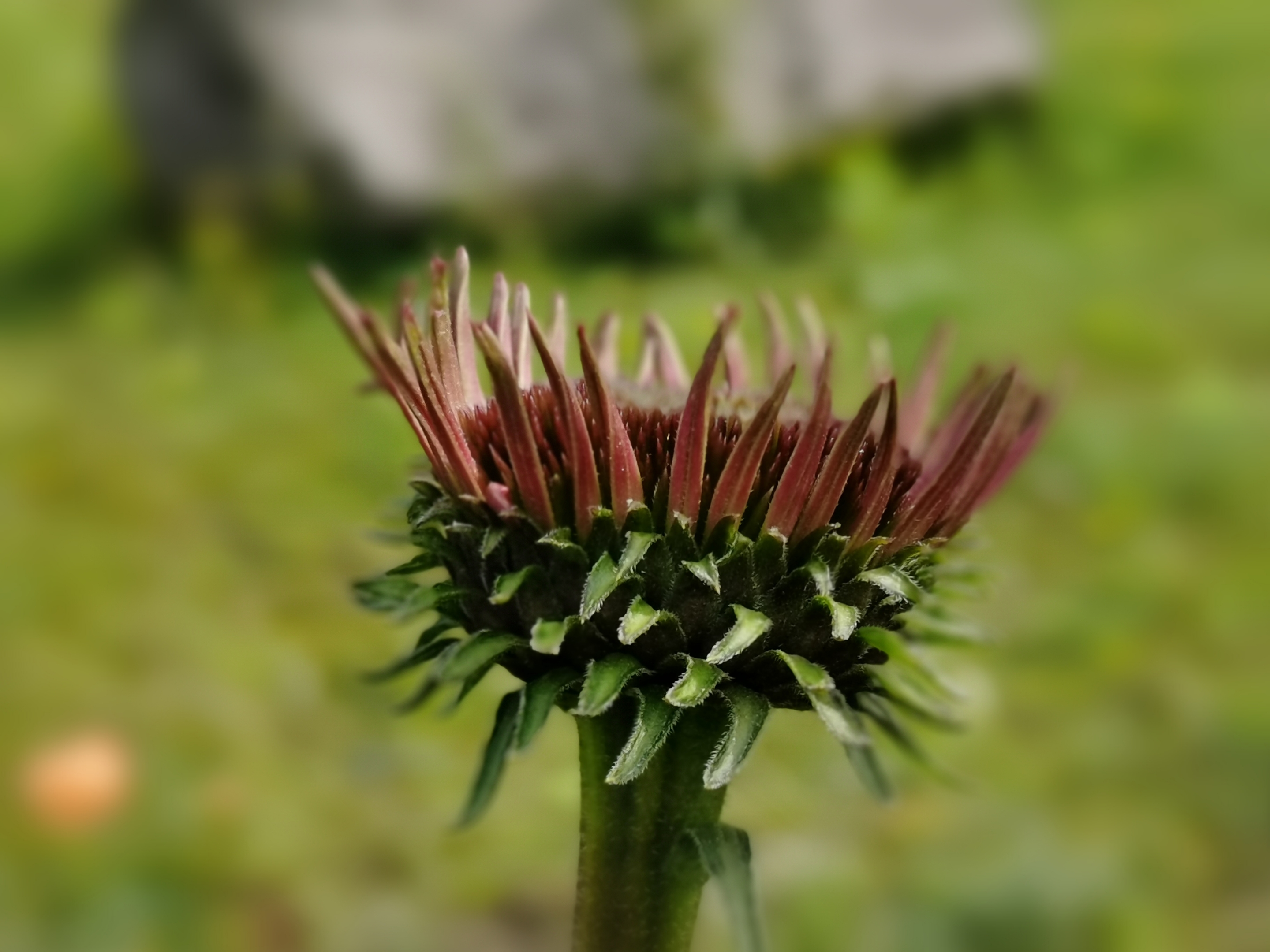 紫松果菊花开了【首发】