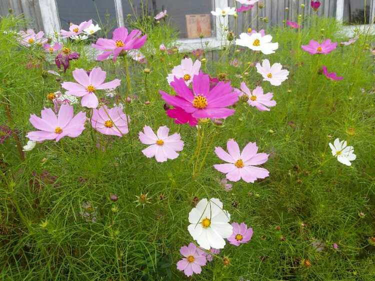 格桑花开了作者仓央嘉措