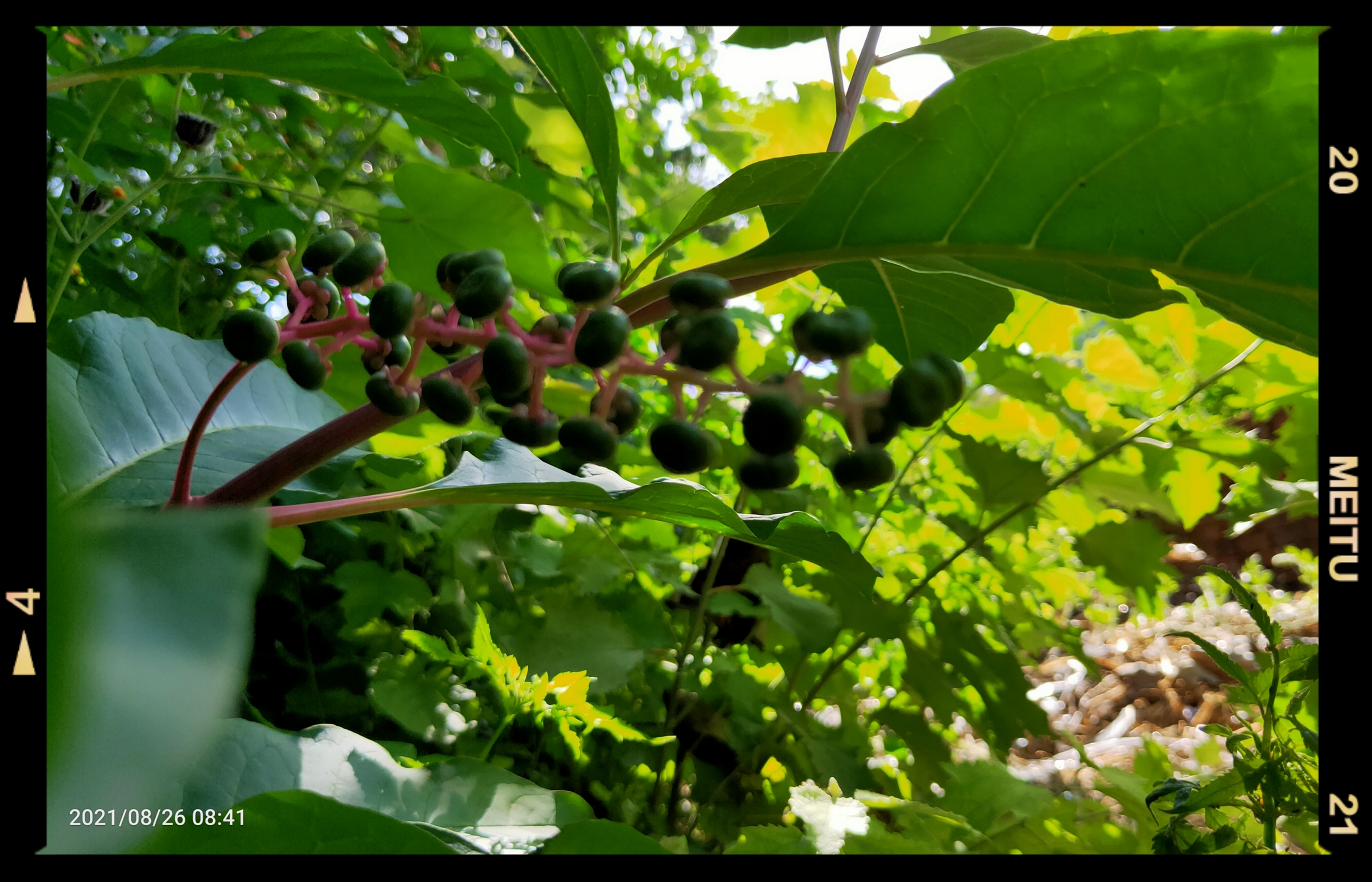 商陆(学名: phytolacca acinosa roxb,别名:山萝卜),商陆科商陆属