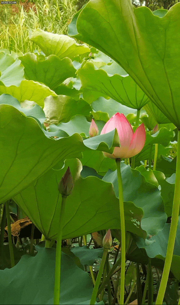 仓央嘉措:我是凡尘最美的莲花(首发)