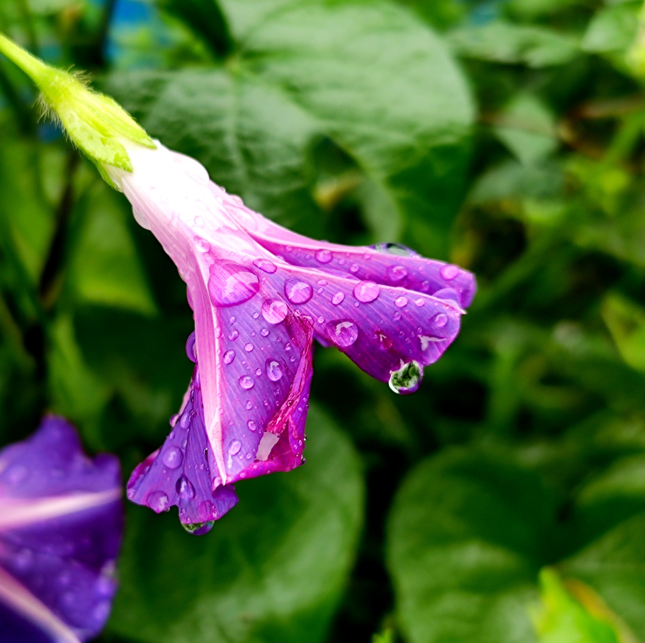 雨中微距牵牛花【vv首发】