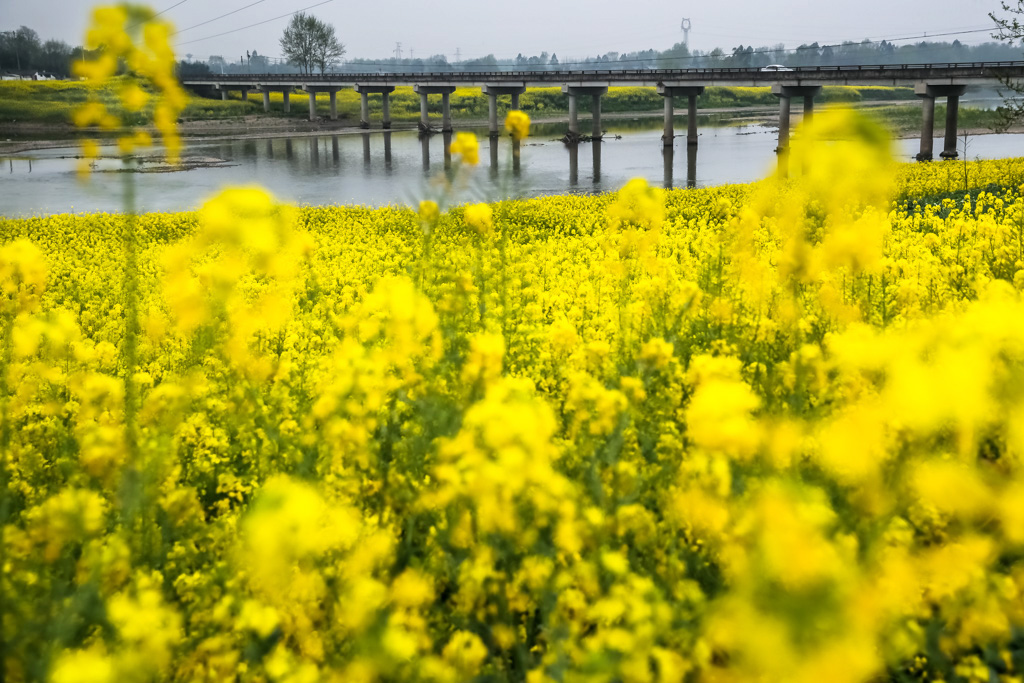 疫情期间两河口油菜花