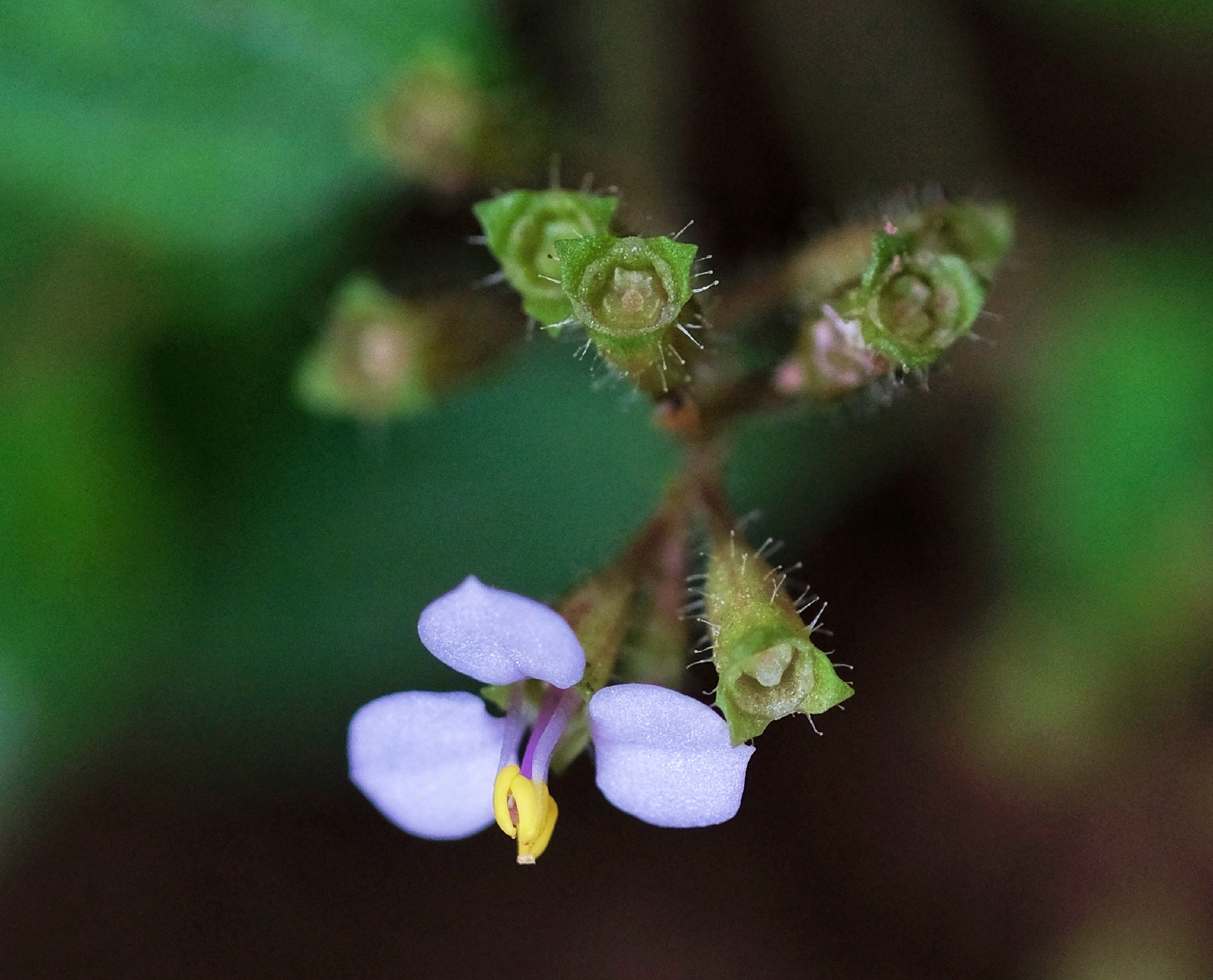 【首发】花城广州～蜂斗草