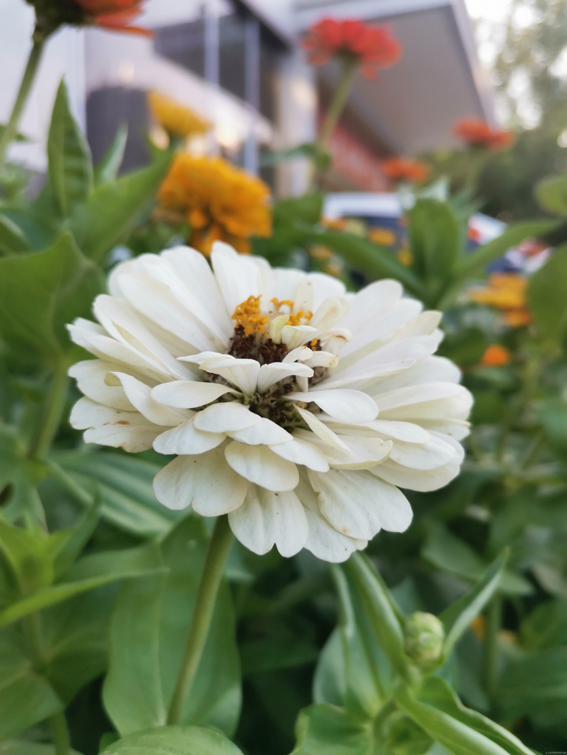 最美的白日菊