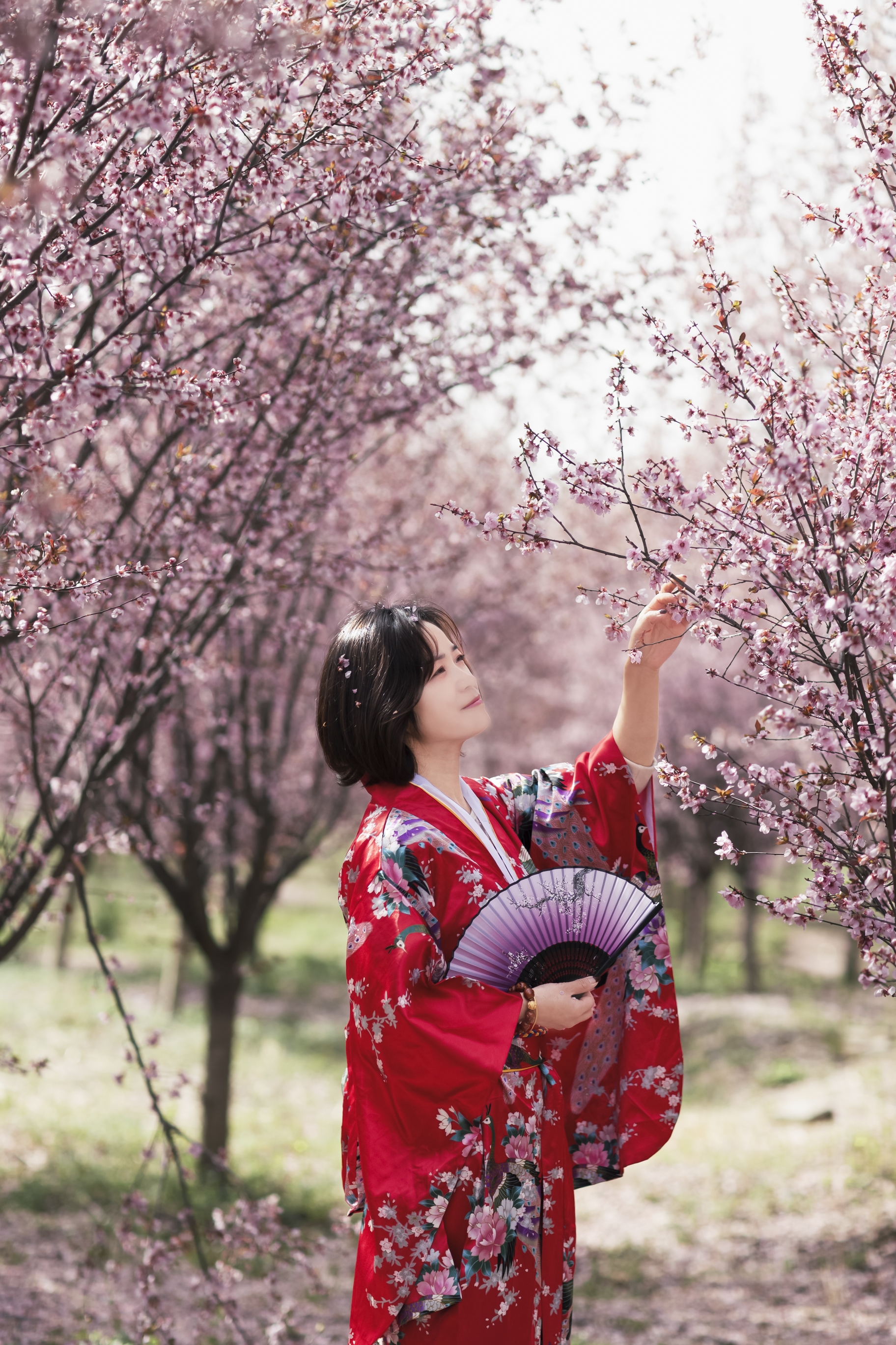 樱花时节